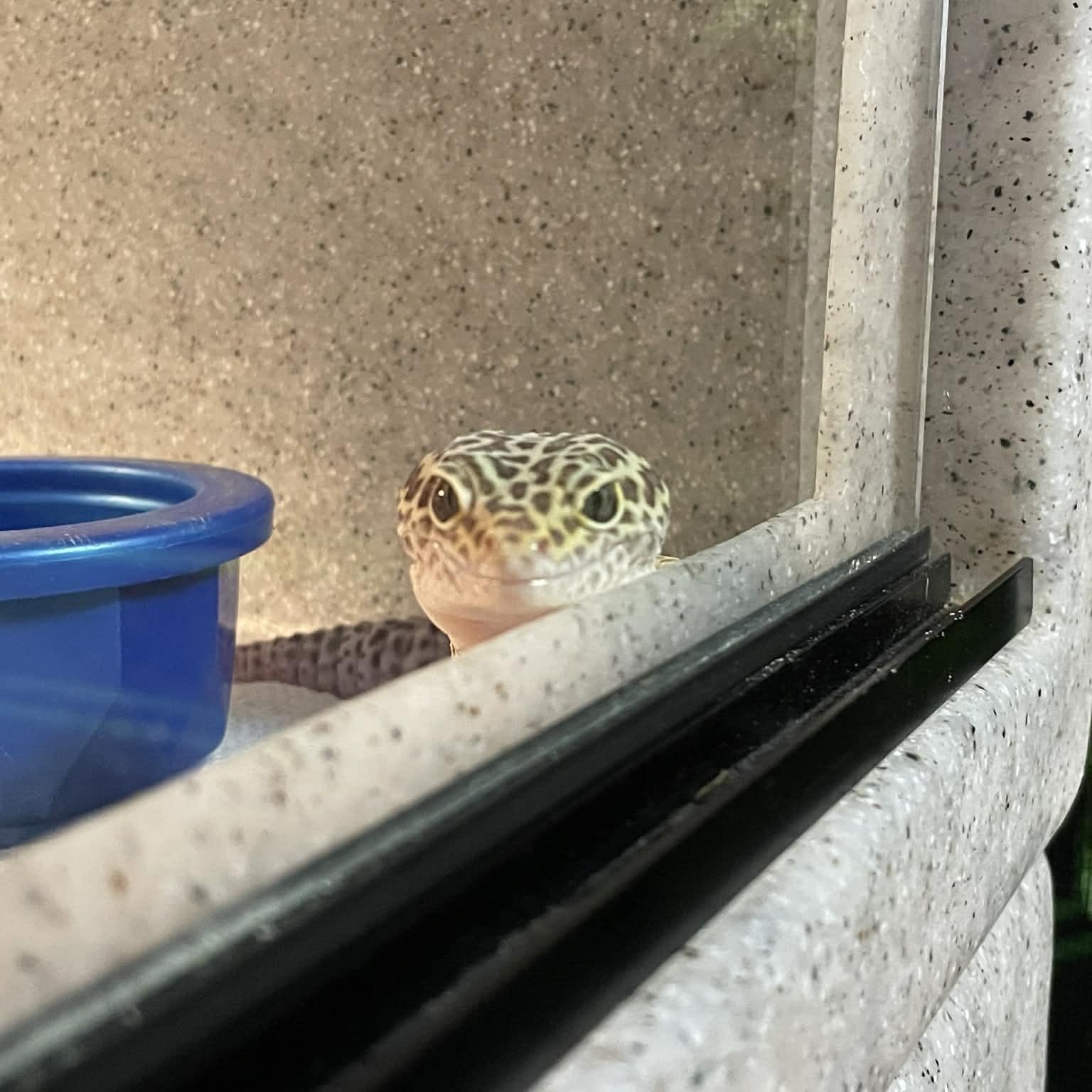 Enlarge Batman, a ADOPTABLE Gecko in Durham, NC image 3/3