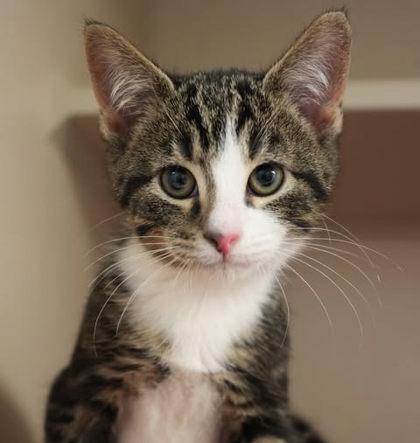 Our fosters are have so many kittens are now big enough to be adopted They are anywhere from 8 to