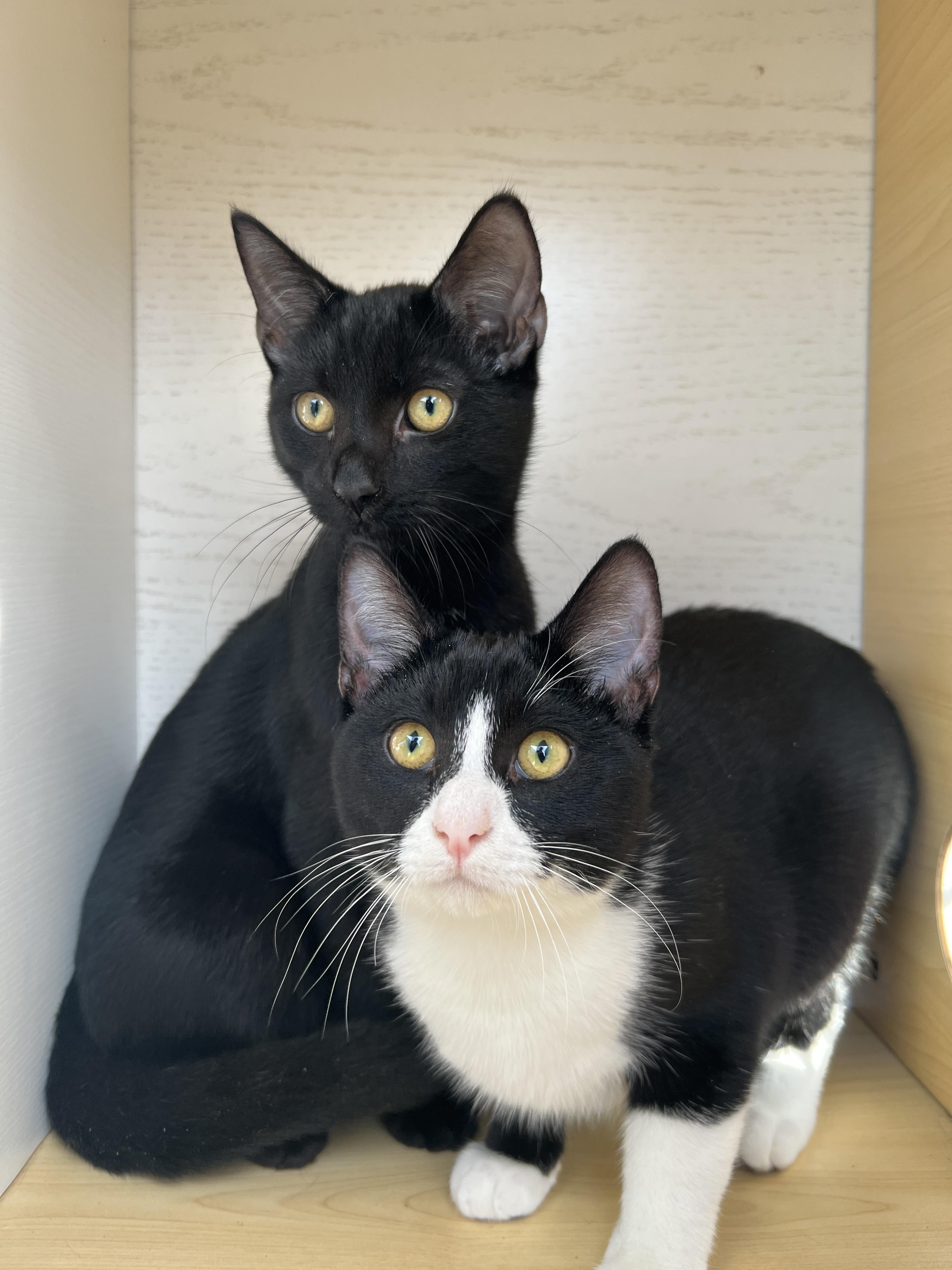 Enlarge Mickey and Minnie, a ADOPTABLE Bombay in Hawthorne, CA image 1/6