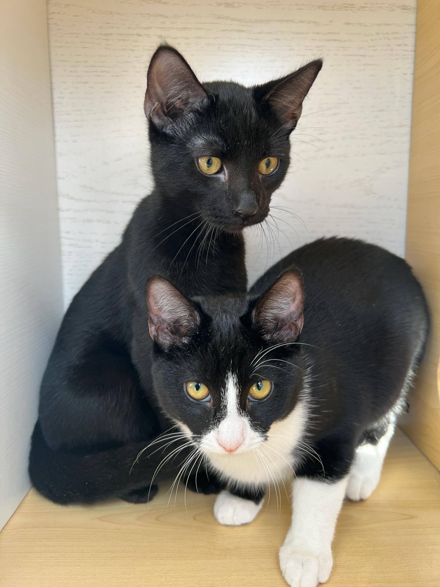 Enlarge Mickey and Minnie, a ADOPTABLE Bombay in Hawthorne, CA image 6/6