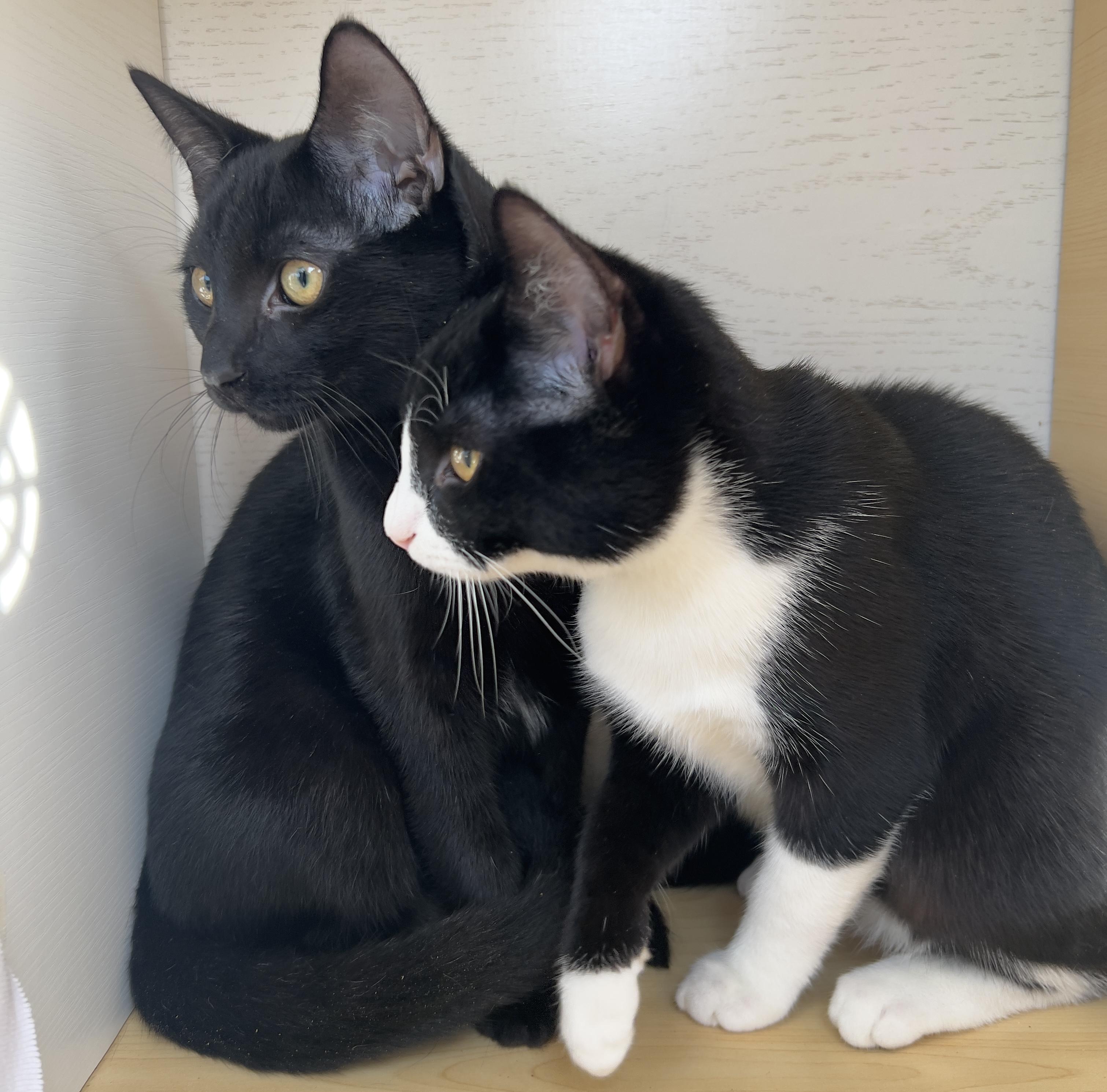 Enlarge Mickey and Minnie, a ADOPTABLE Bombay in Hawthorne, CA image 4/6