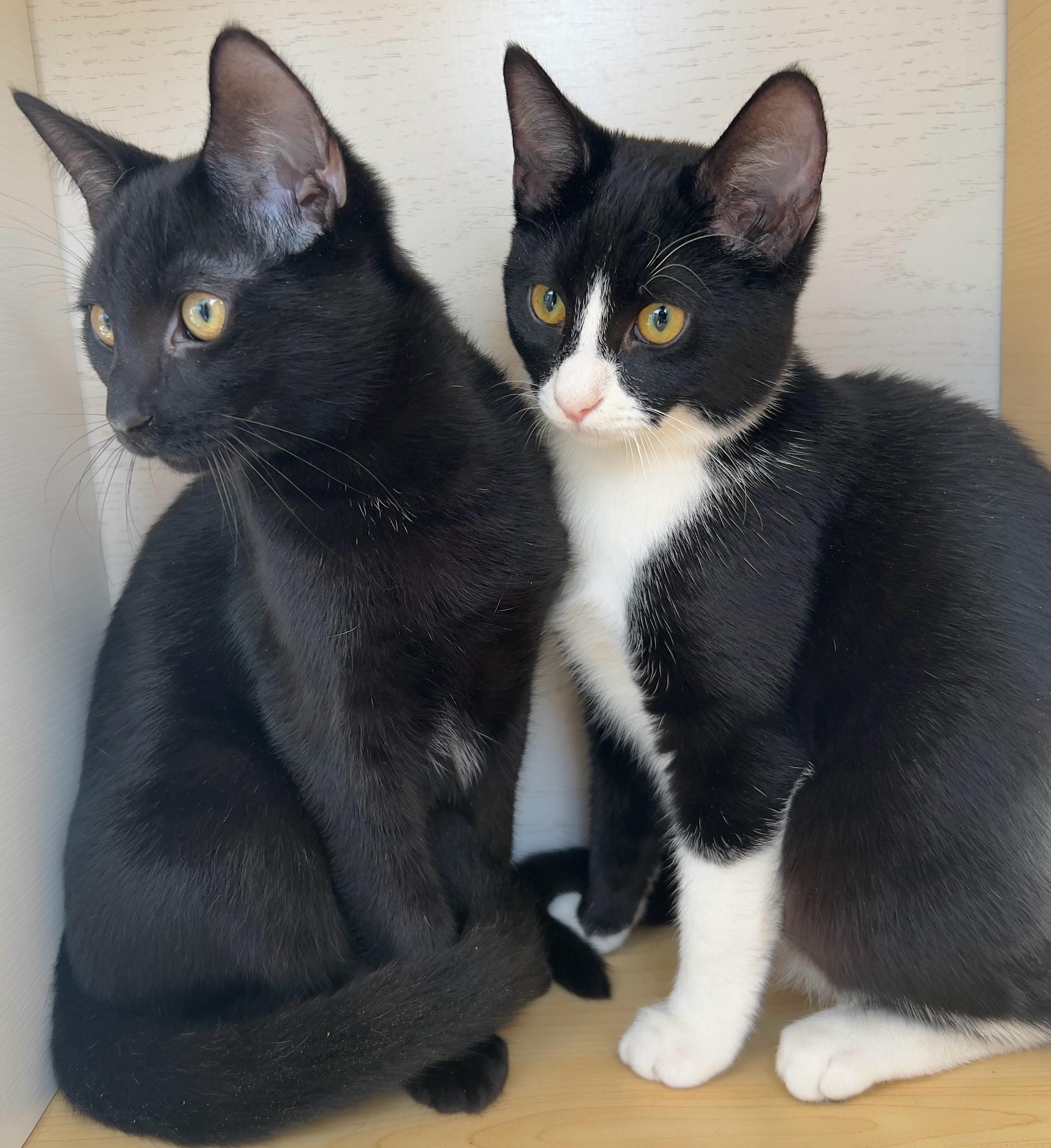 Enlarge Mickey and Minnie, a ADOPTABLE Bombay in Hawthorne, CA image 5/6
