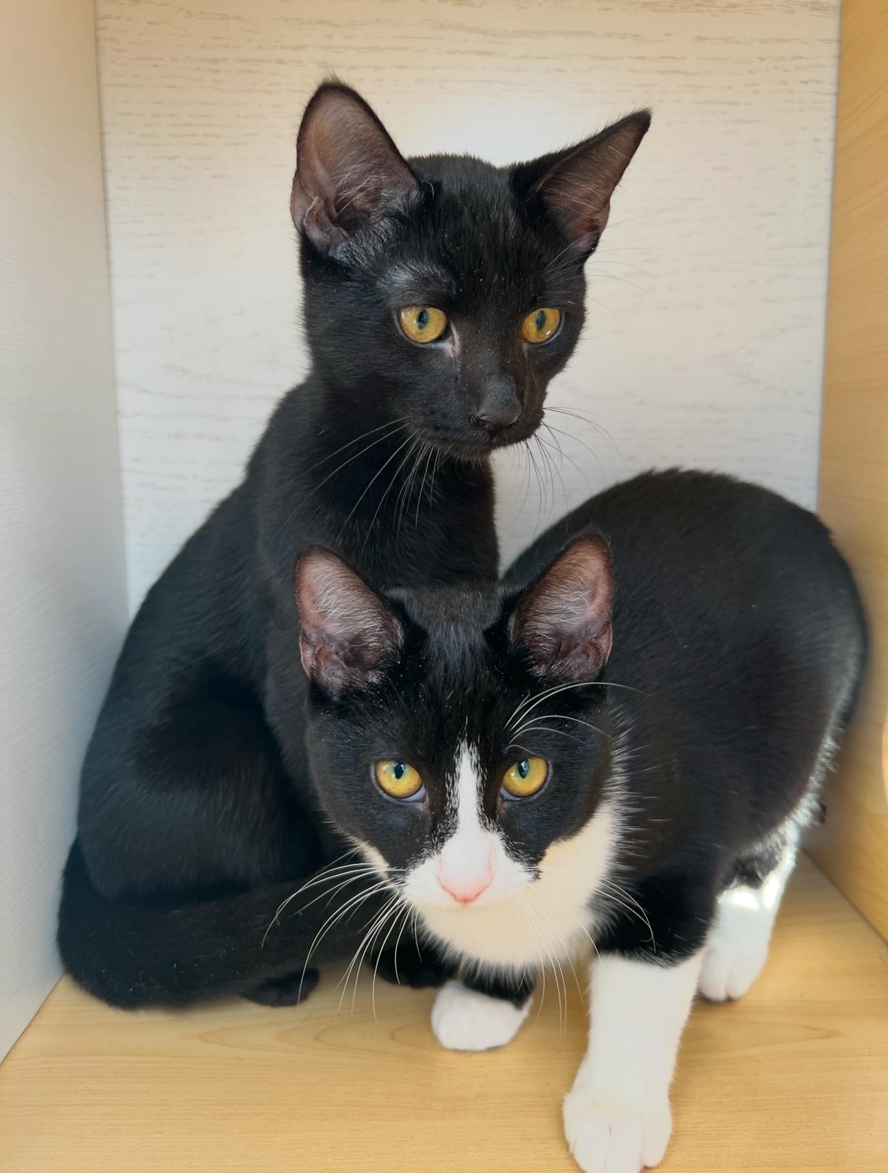 Enlarge Mickey and Minnie, a ADOPTABLE Bombay in Hawthorne, CA image 2/6