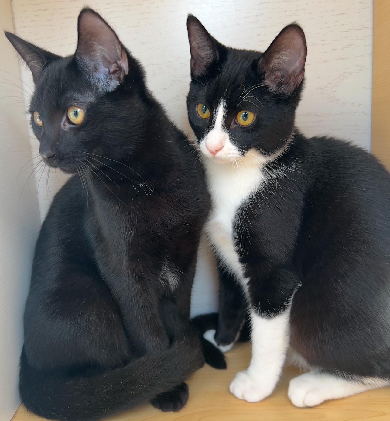 Enlarge Mickey and Minnie, a ADOPTABLE Bombay in Hawthorne, CA image 3/6