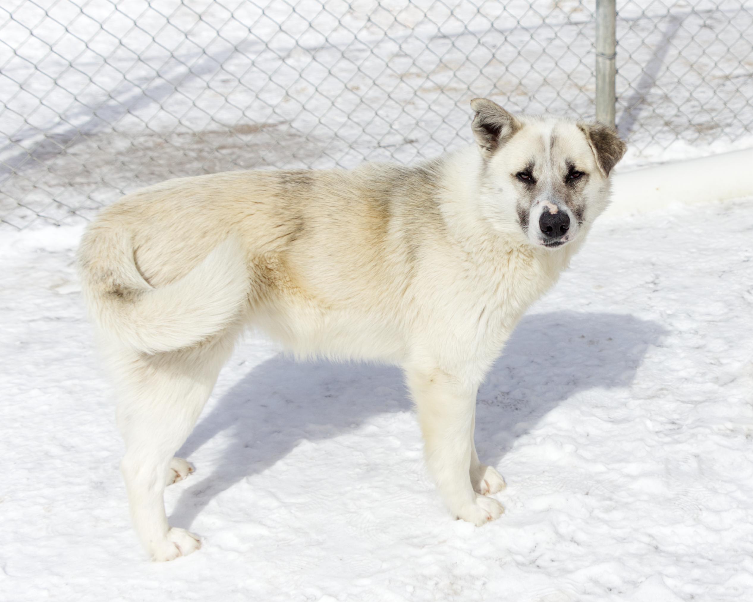 Enlarge Murphy, an adoptable mixed breed in Winnipeg, MB image 3/3