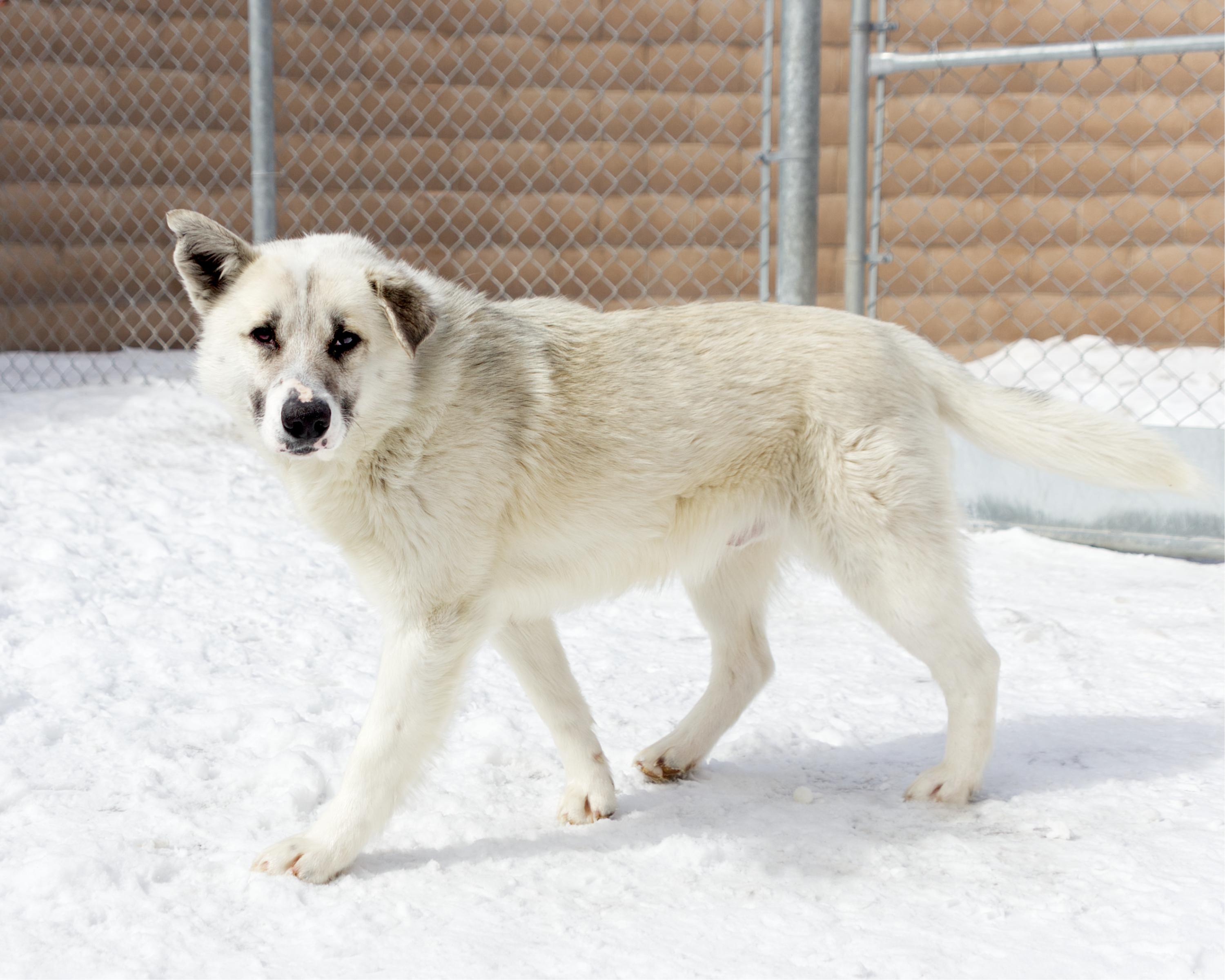 Enlarge Murphy, an adoptable mixed breed in Winnipeg, MB image 2/3