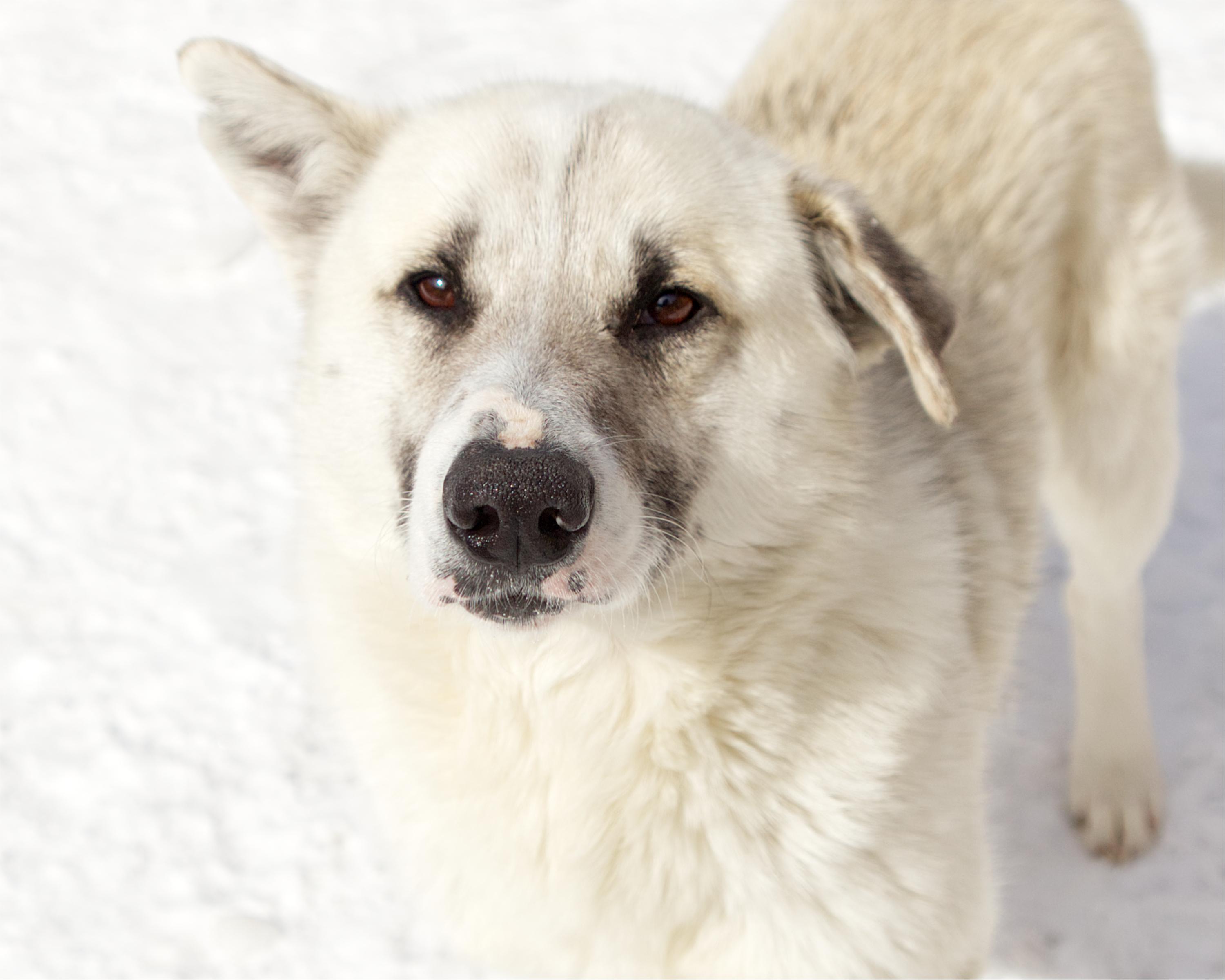 Enlarge Murphy, an adoptable mixed breed in Winnipeg, MB image 1/3