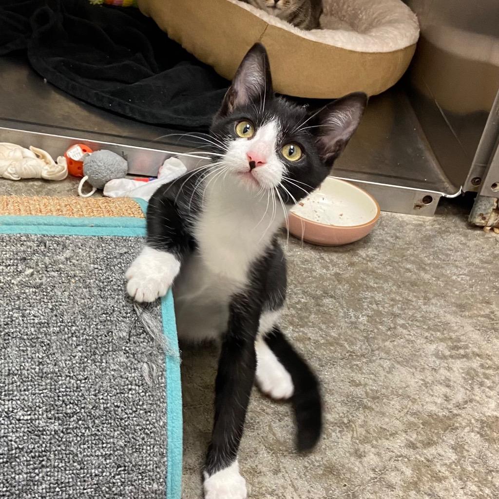 Charizard, Adoptable, Young Male Domestic Short Hair.