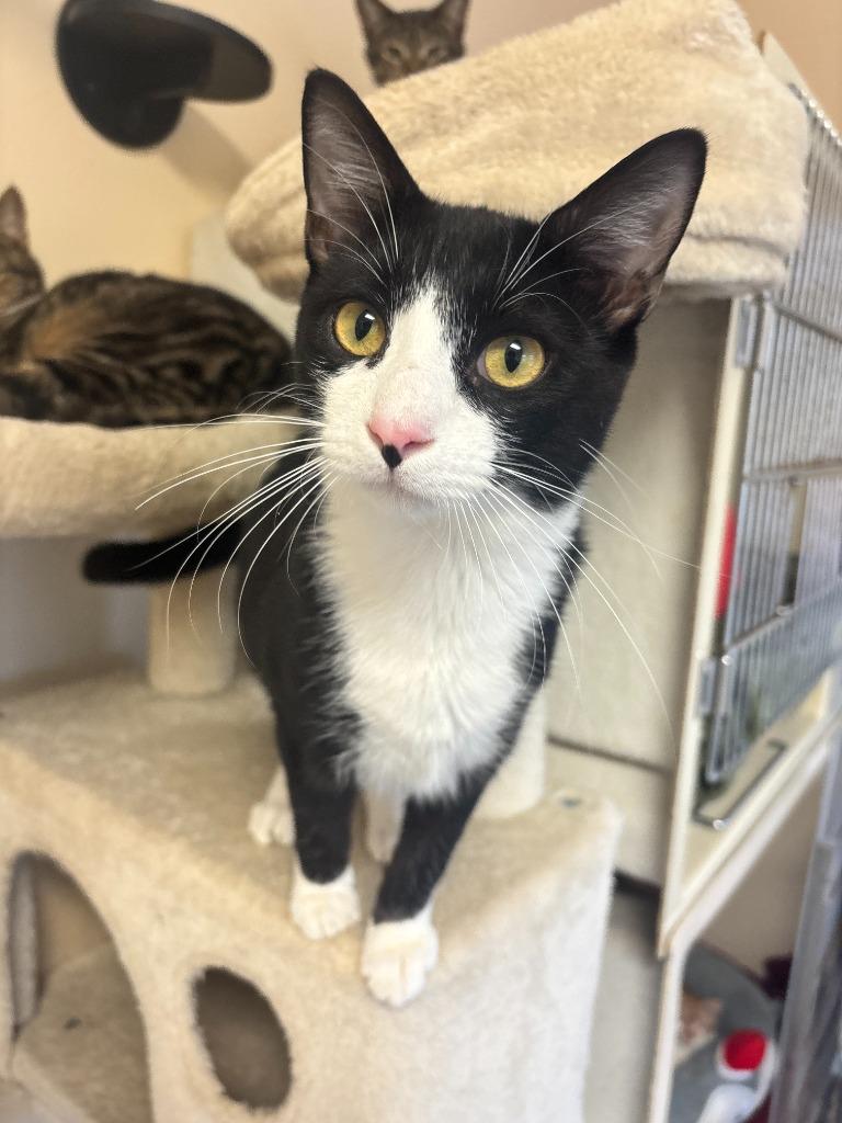 Enlarge Charizard, a Adoptable mixed breed in Clinton, SC image 2/6