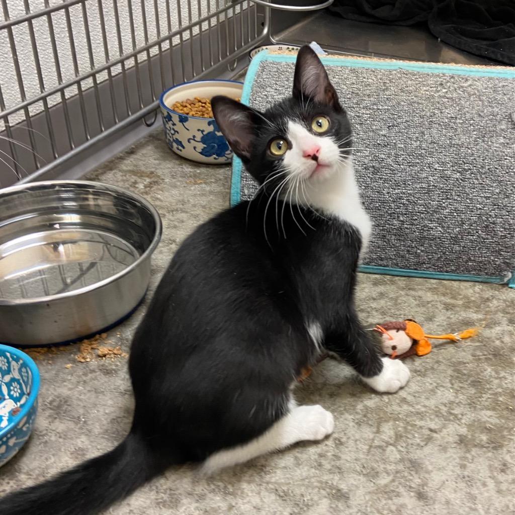 Enlarge Charizard, a Adoptable mixed breed in Clinton, SC image 3/6