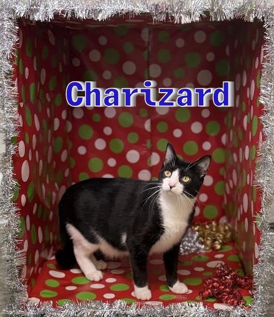 Enlarge Charizard, a Adoptable mixed breed in Clinton, SC image 4/6