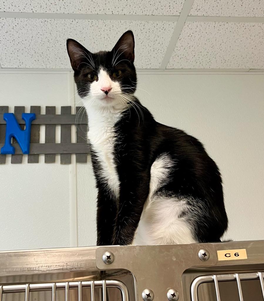 Enlarge Charizard, a Adoptable mixed breed in Clinton, SC image 4/4