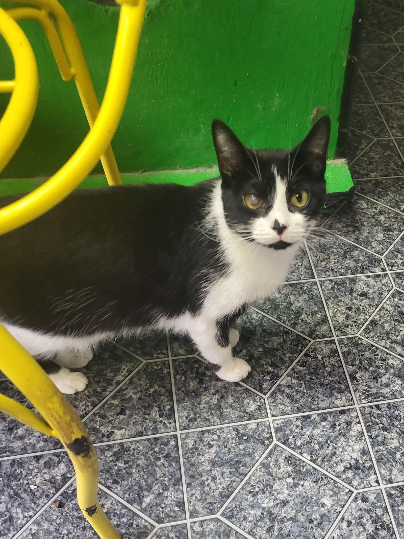 Smudgie, a Adoptable Domestic Short Hair in Iroquois, IL image 1/2