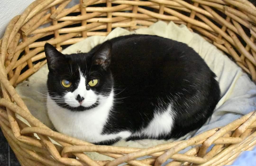 Smudgie, a Adoptable Domestic Short Hair in Iroquois, IL image 2/2