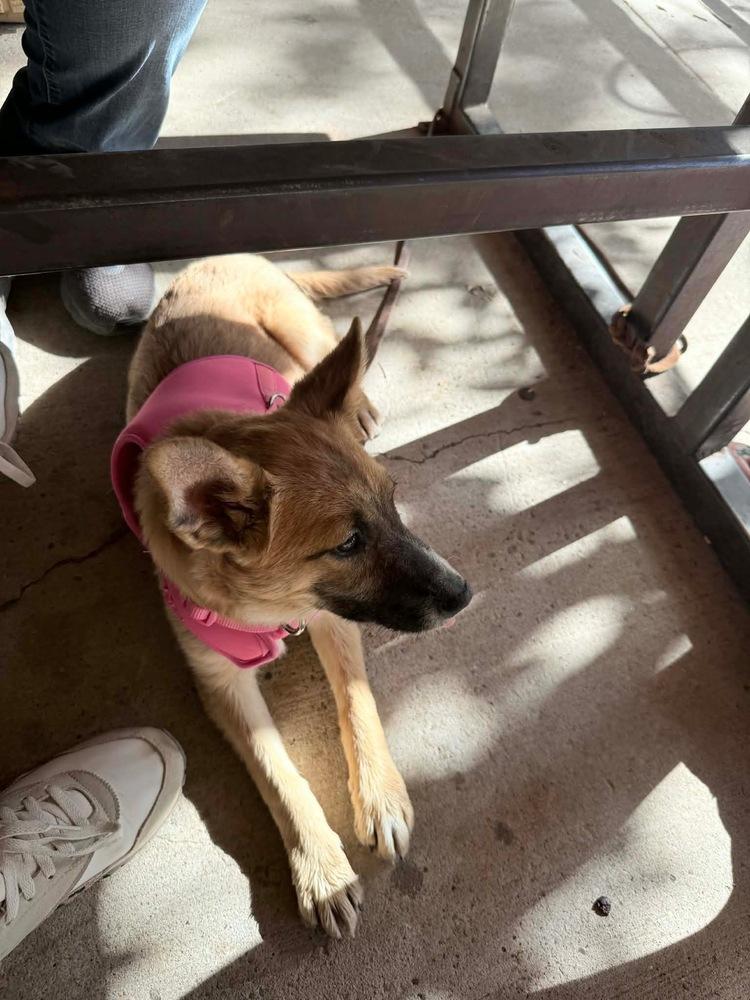 Stella, Adoptable, Puppy Female Shepherd.