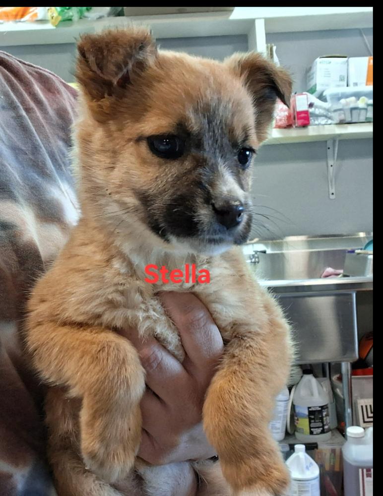 Stella, Adoptable, Puppy Female Shepherd.