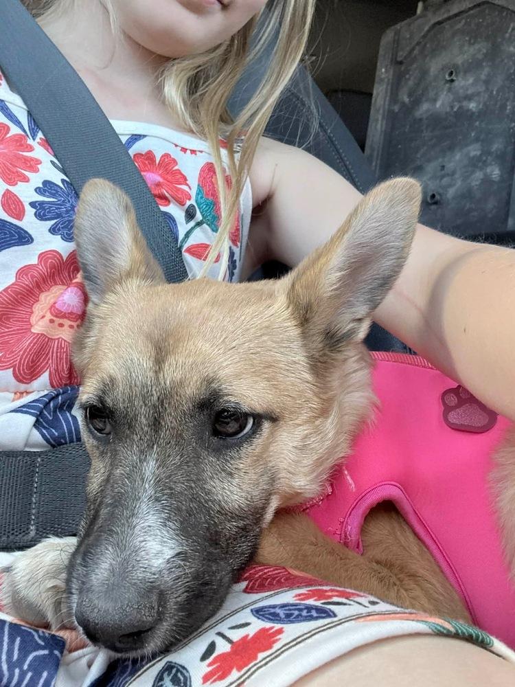 Enlarge Stella, a Adoptable mixed breed in Lafayette, CO image 2/2