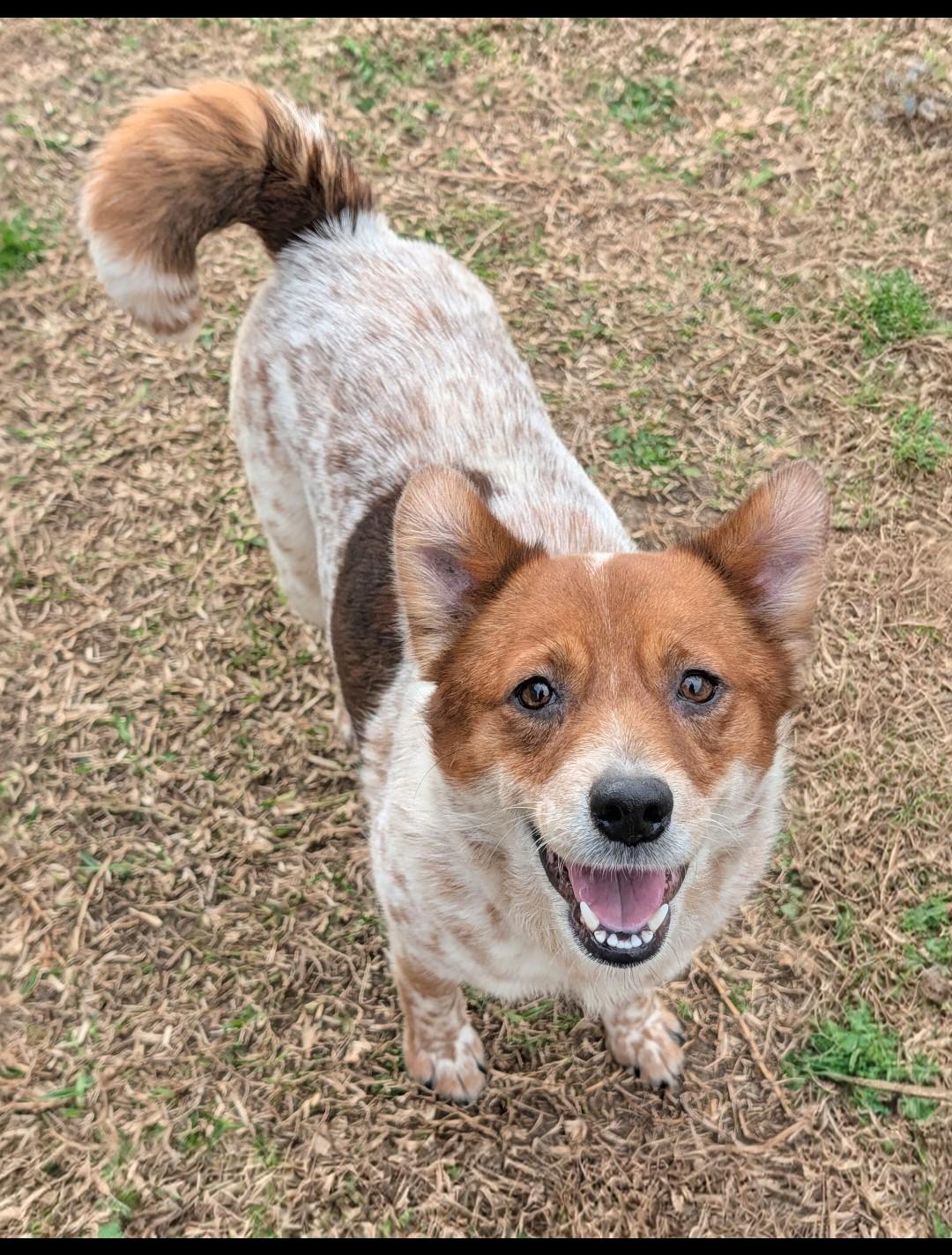Panda, ADOPTABLE, Adult Female Australian Cattle Dog / Blue Heeler.