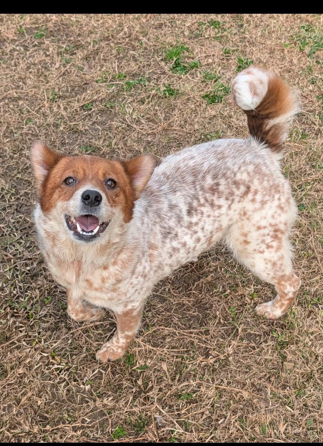 Enlarge Panda, a ADOPTABLE Australian Cattle Dog / Blue Heeler in Baton Rouge, LA image 4/4