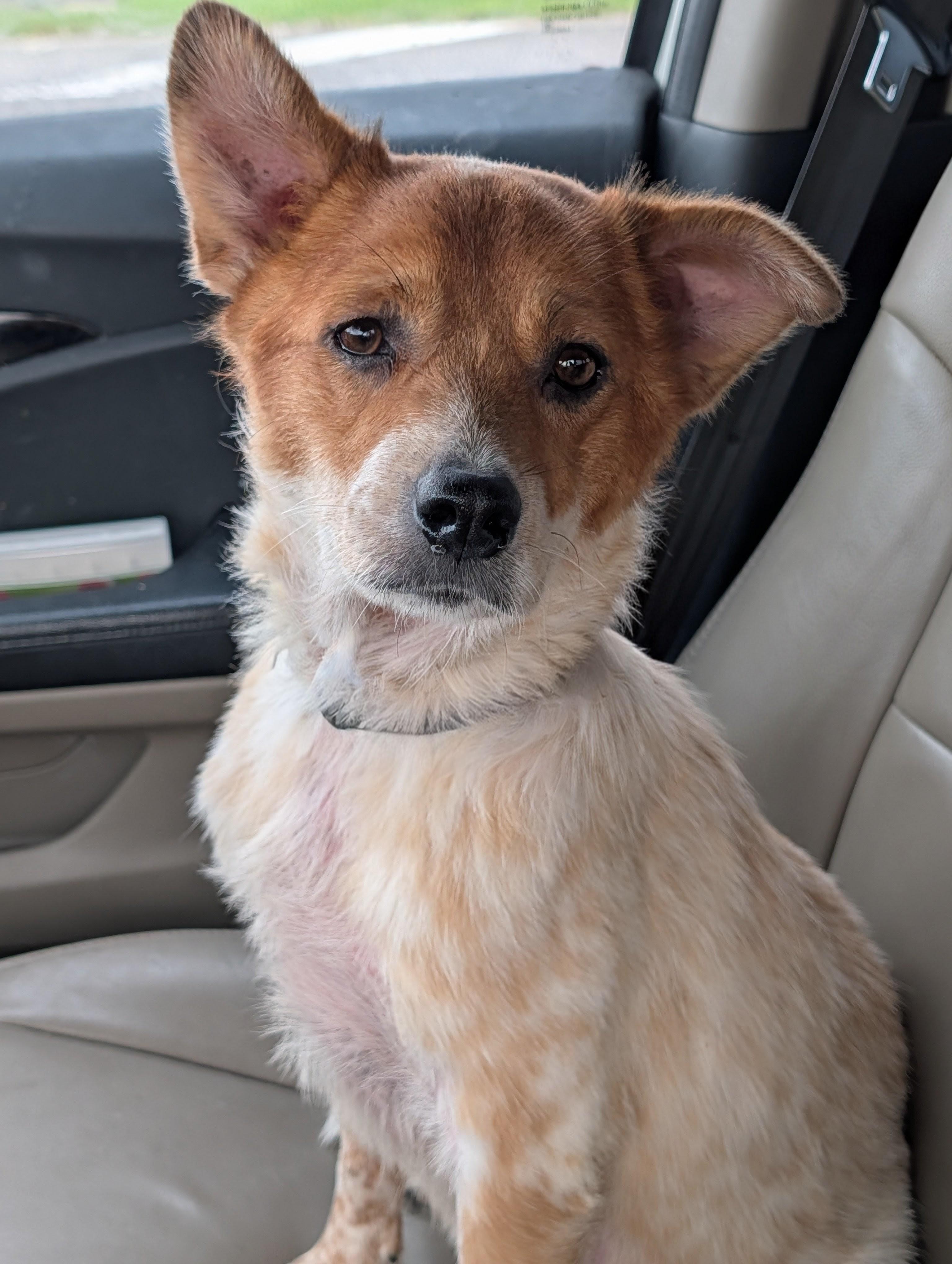 Enlarge Panda, a ADOPTABLE Australian Cattle Dog / Blue Heeler in Baton Rouge, LA image 2/4