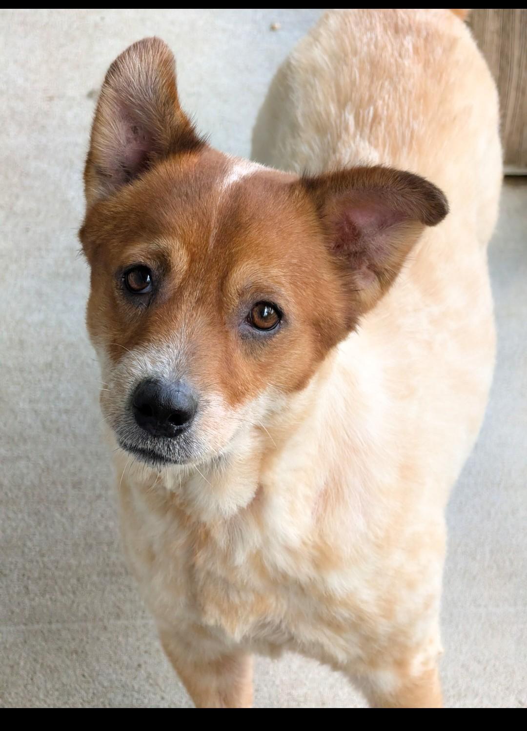 Enlarge Panda, a ADOPTABLE Australian Cattle Dog / Blue Heeler in Baton Rouge, LA image 3/4