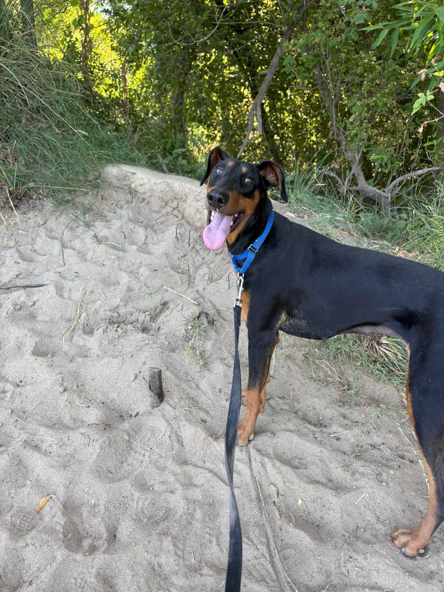 *SOZZLE SLANG *SPECIAL NEEDS, a Adoptable Doberman Pinscher image 1/3