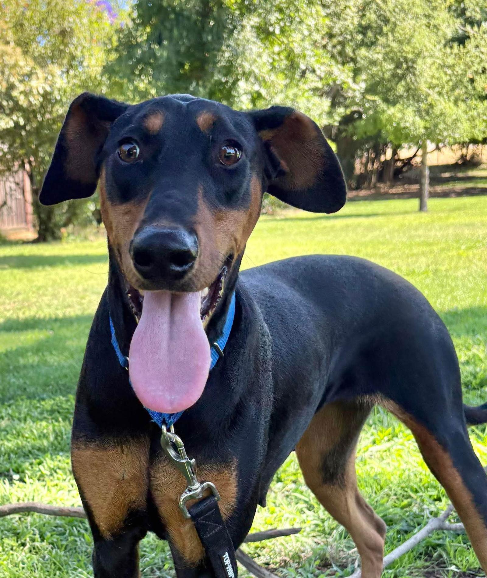 *SOZZLE SLANG *SPECIAL NEEDS, a Adoptable Doberman Pinscher image 2/3