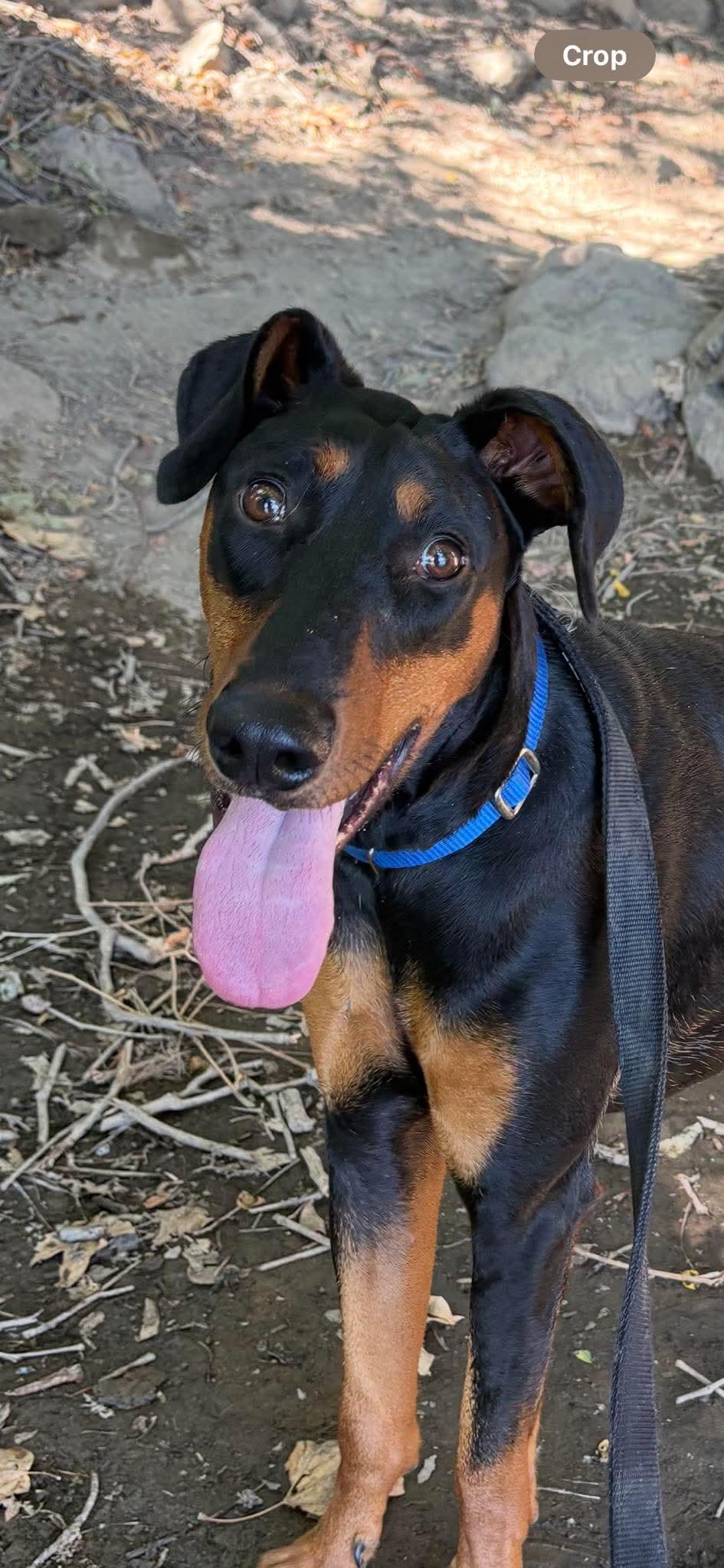 *SOZZLE SLANG *SPECIAL NEEDS, a Adoptable Doberman Pinscher image 3/3