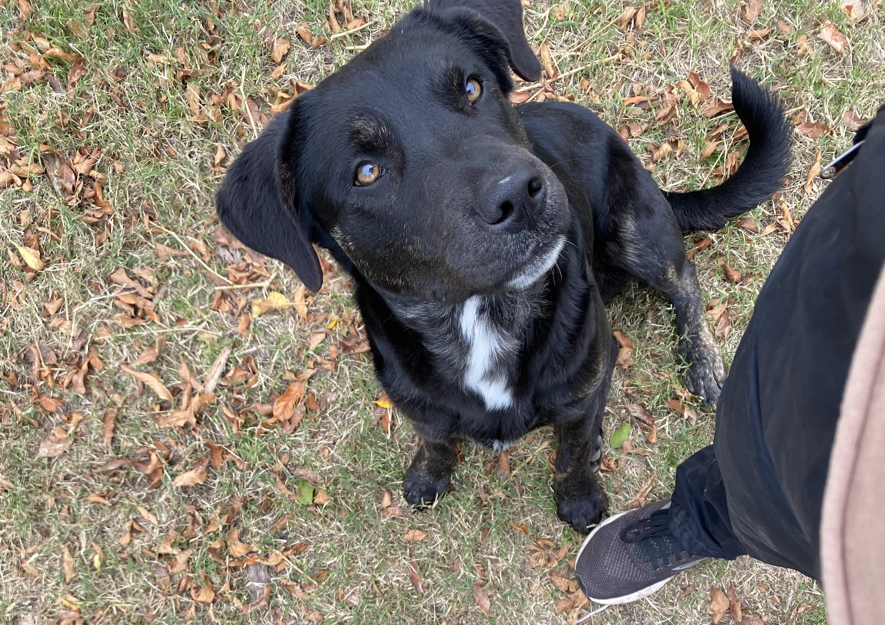Enlarge Char, a Adoptable mixed breed in Johnson City, TX image 3/3
