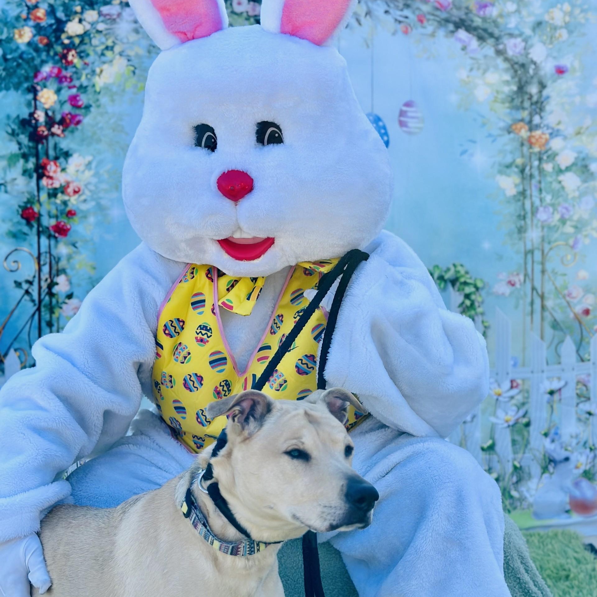 Enlarge Nala , a ADOPTABLE mixed breed in Jackson, NJ image 5/5