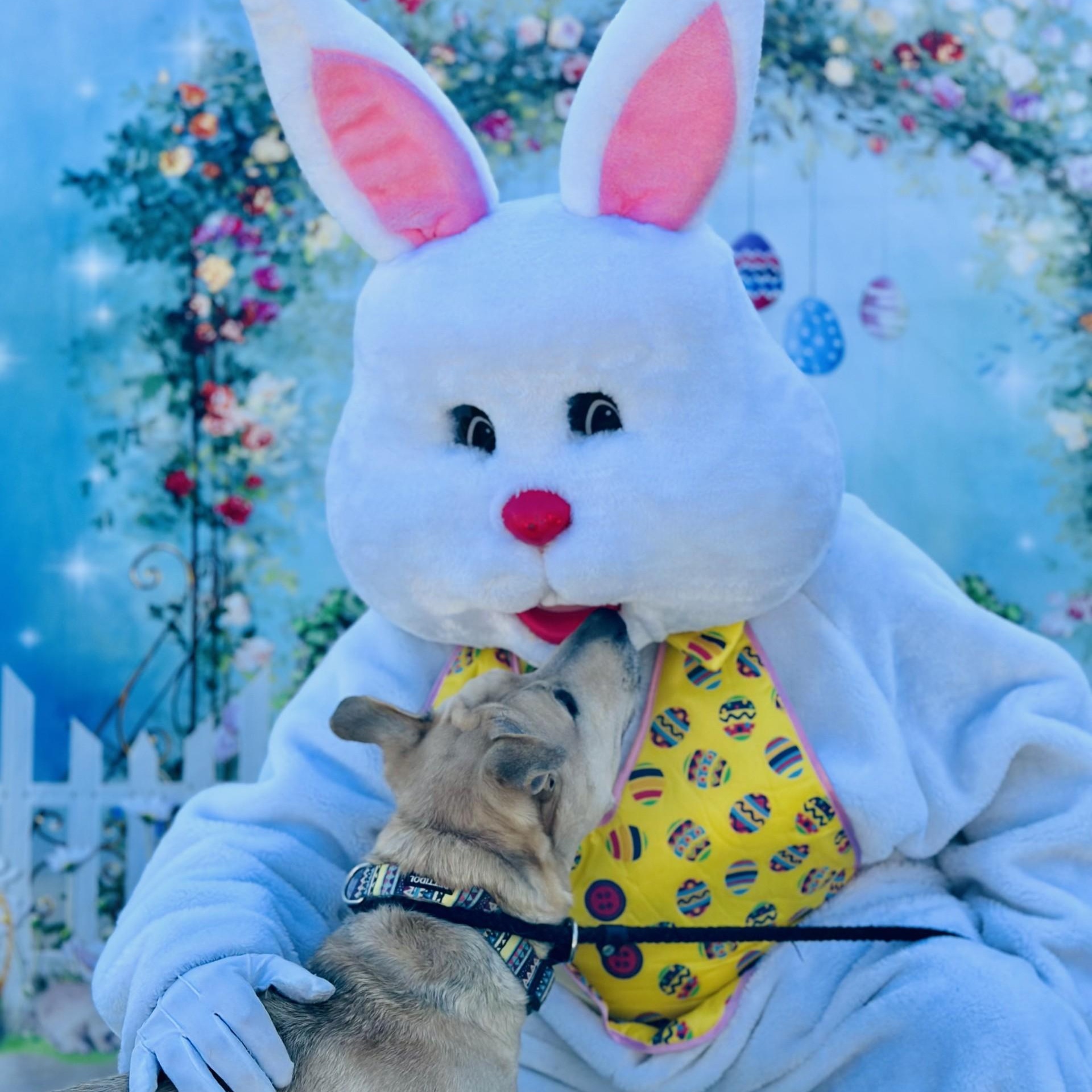 Enlarge Nala , a ADOPTABLE mixed breed in Jackson, NJ image 1/5