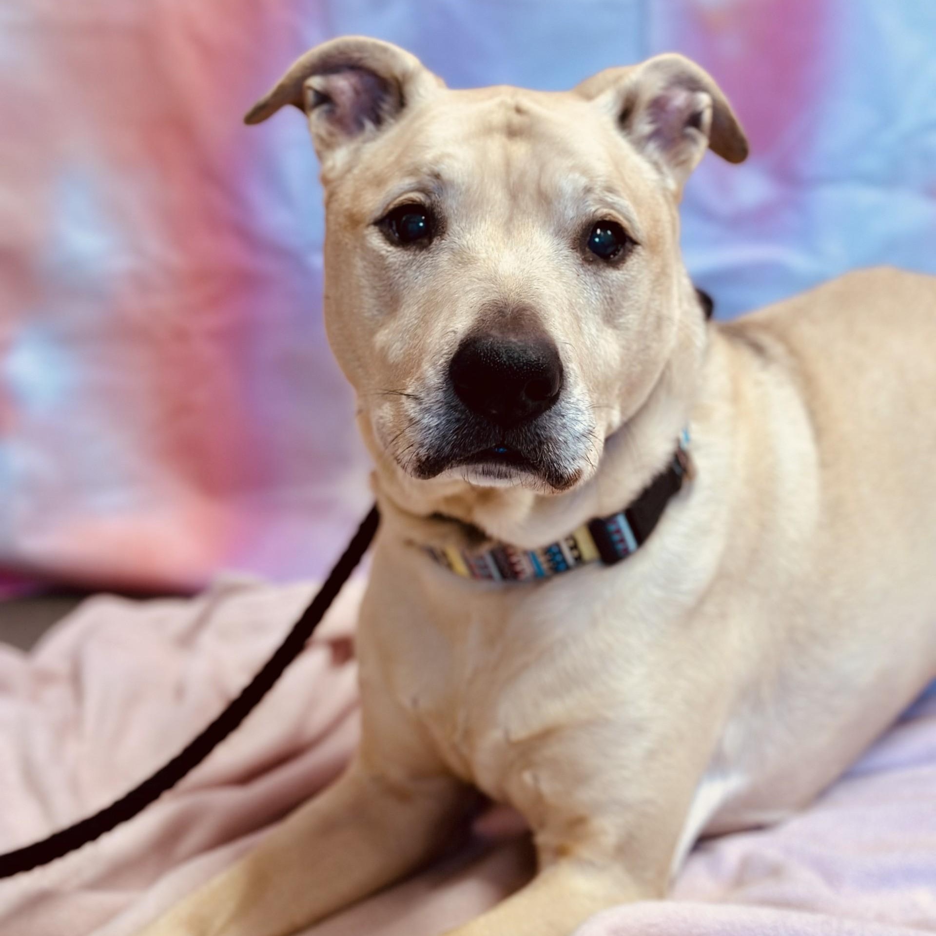 Enlarge Nala , a ADOPTABLE mixed breed in Jackson, NJ image 2/3