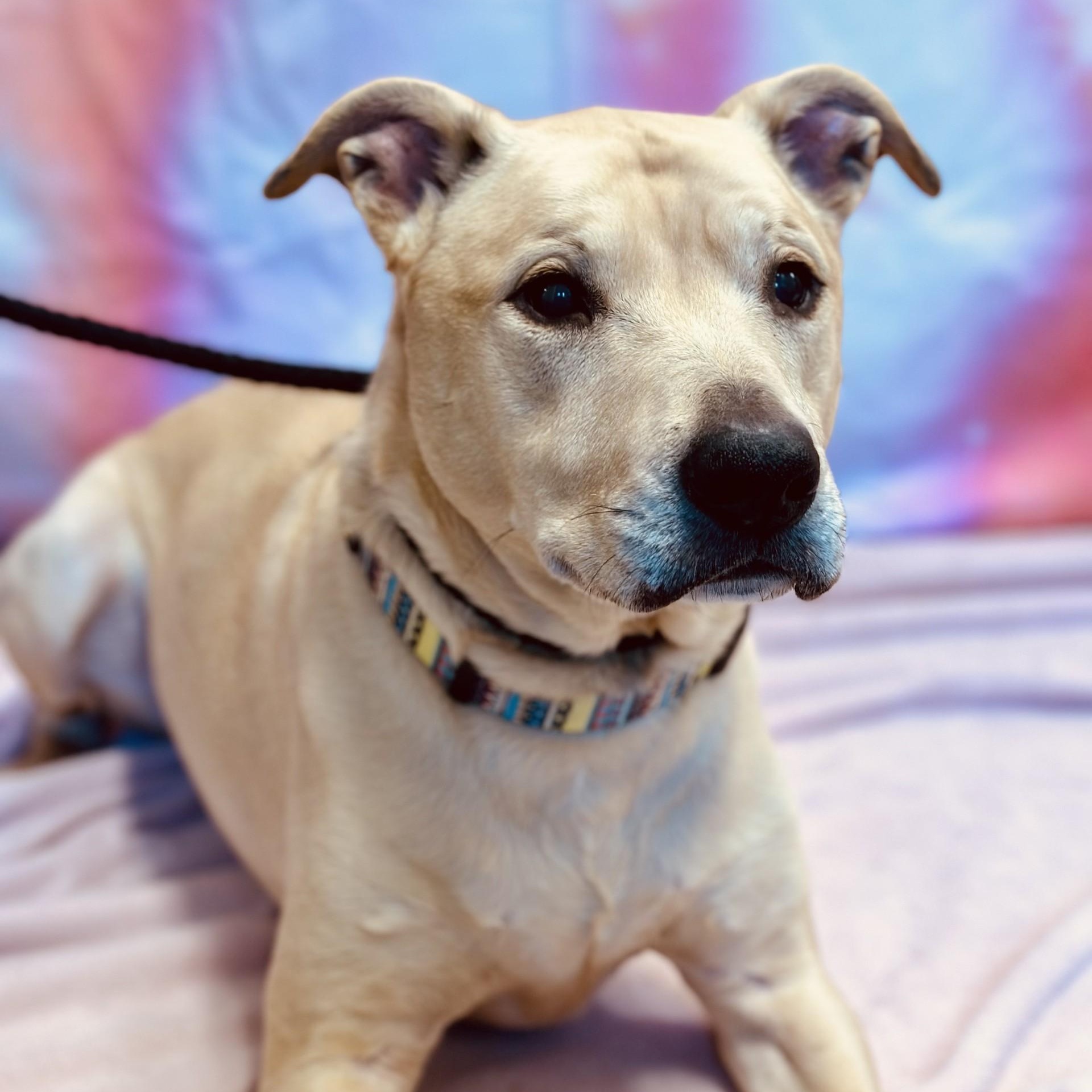 Nala , ADOPTABLE, Adult Female Pit Bull Terrier & Labrador Retriever.