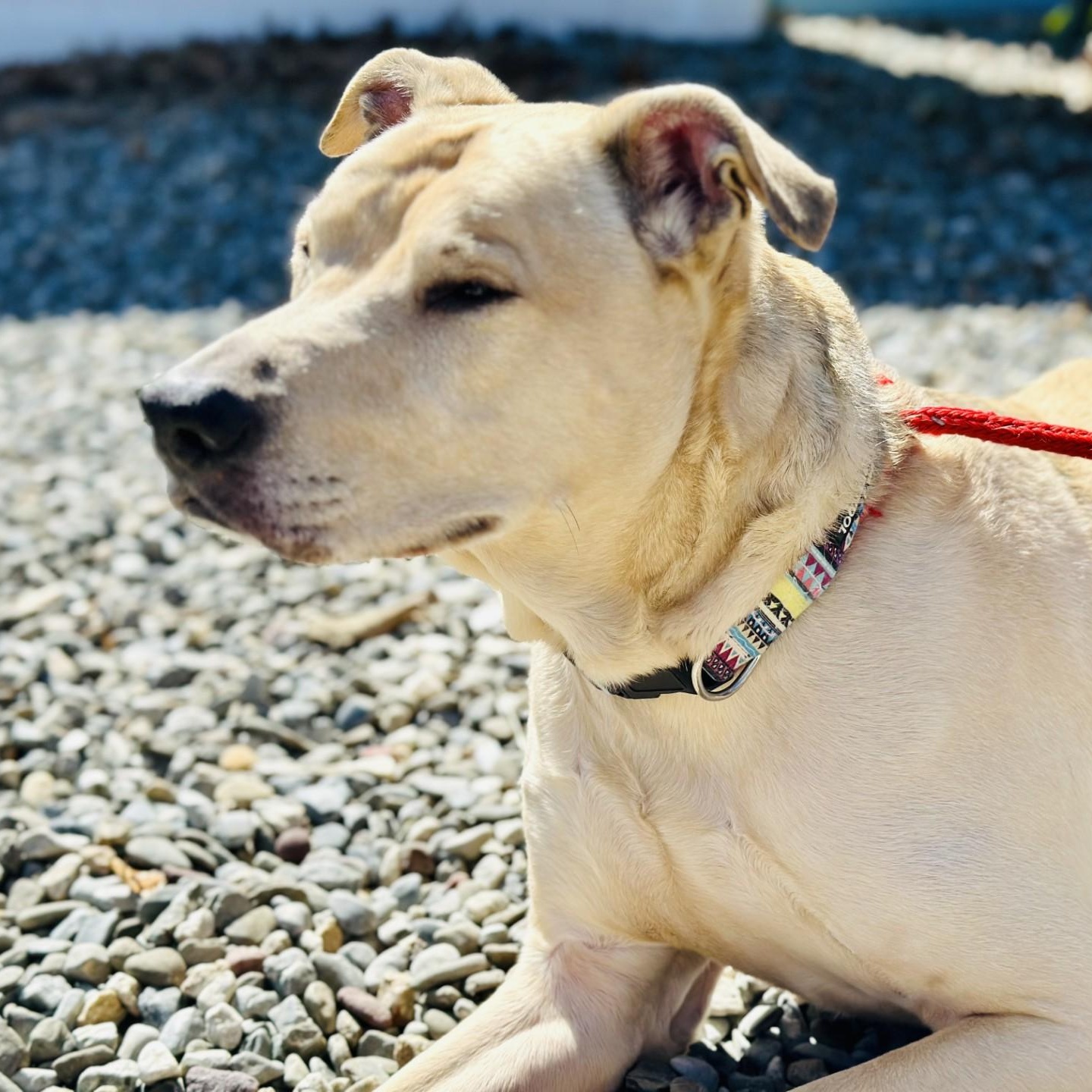 Enlarge Nala , a ADOPTABLE mixed breed in Jackson, NJ image 3/3