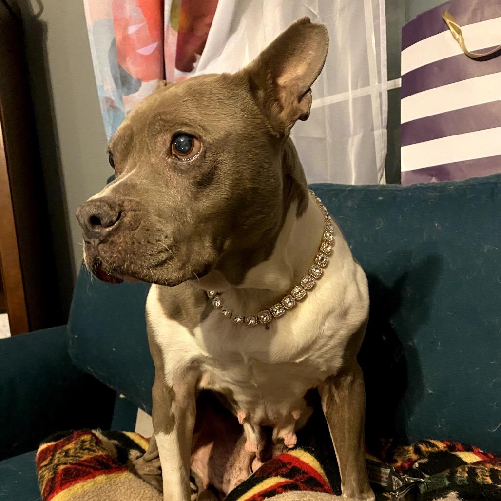 Enlarge Jellycat, a Adoptable Pit Bull Terrier in Northbrook, IL image 1/6