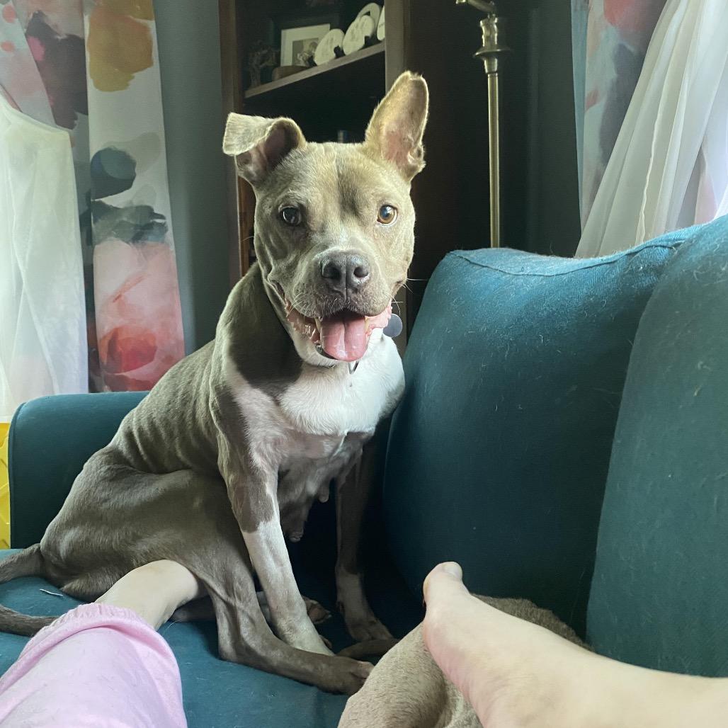 Enlarge Jellycat, a Adoptable Pit Bull Terrier in Northbrook, IL image 2/6