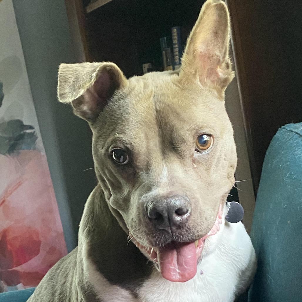 Enlarge Jellycat, a Adoptable Pit Bull Terrier in Northbrook, IL image 3/6