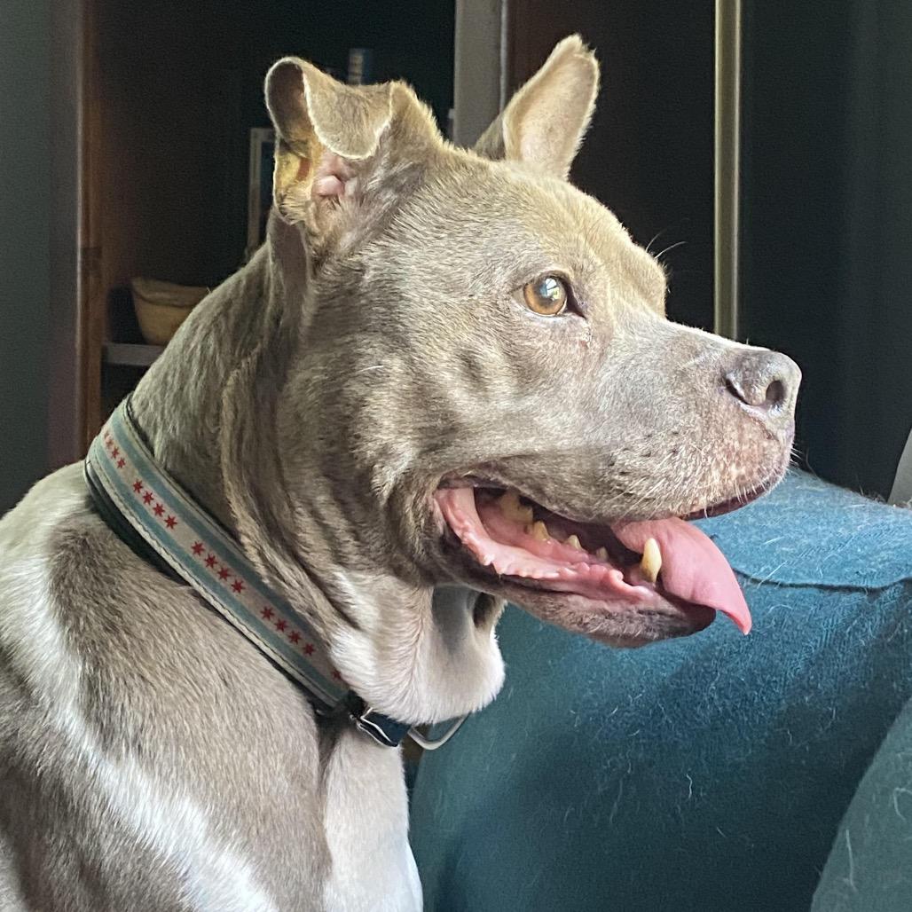 Enlarge Jellycat, a Adoptable Pit Bull Terrier in Northbrook, IL image 5/6