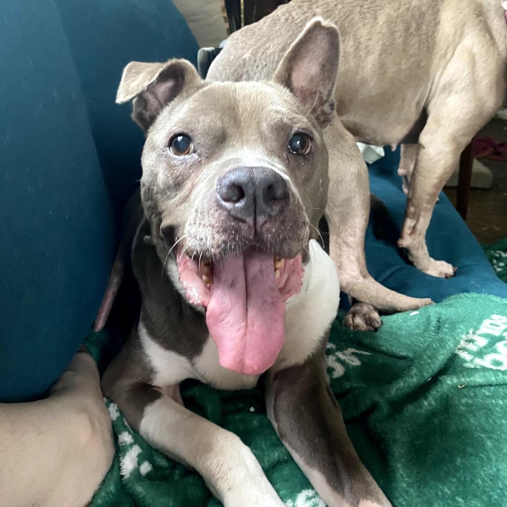 Enlarge Jellycat, a Adoptable Pit Bull Terrier in Northbrook, IL image 6/6