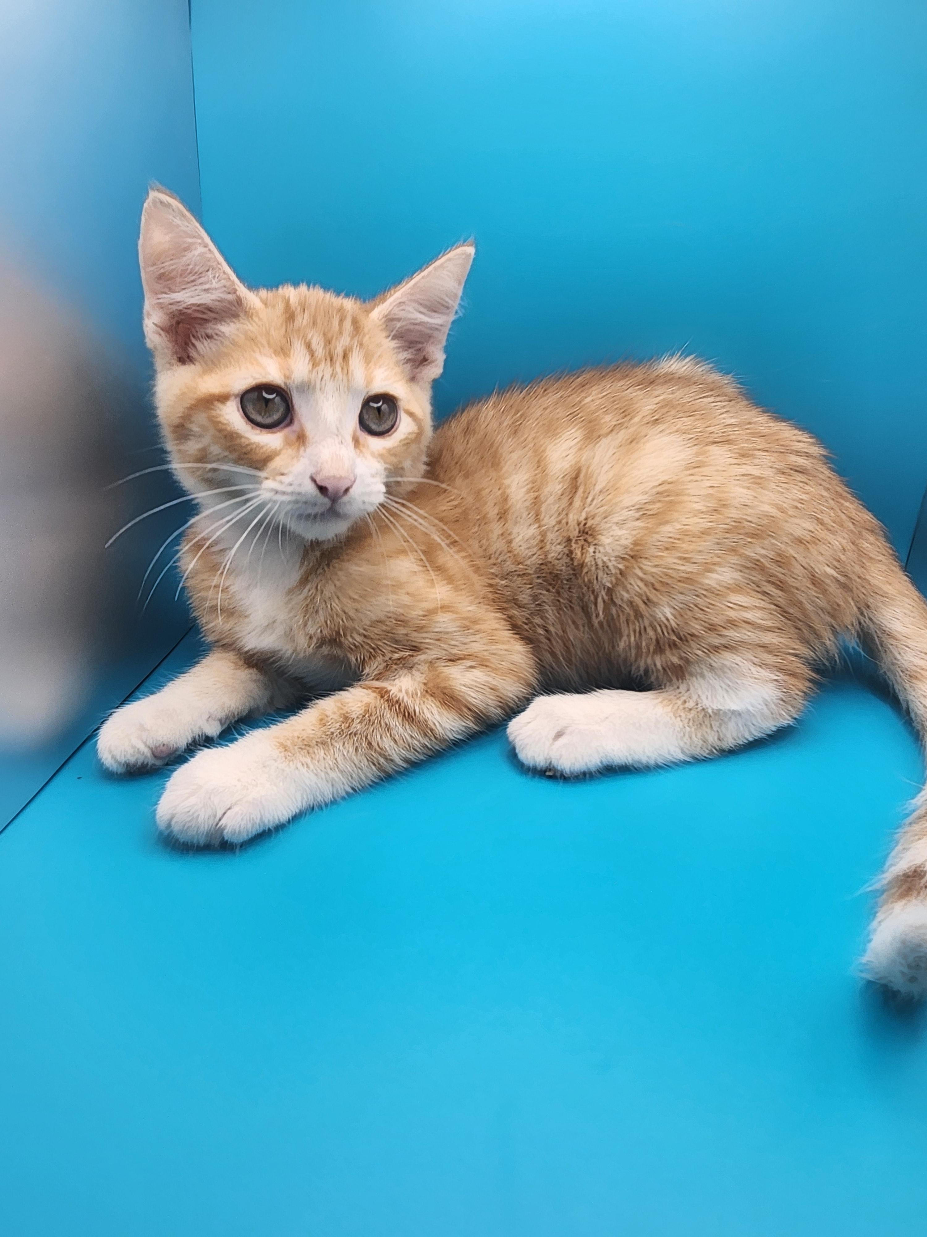 Enlarge Cheesy Gordita Crunch, a Adoptable Domestic Medium Hair in Baton Rouge, LA image 1/5