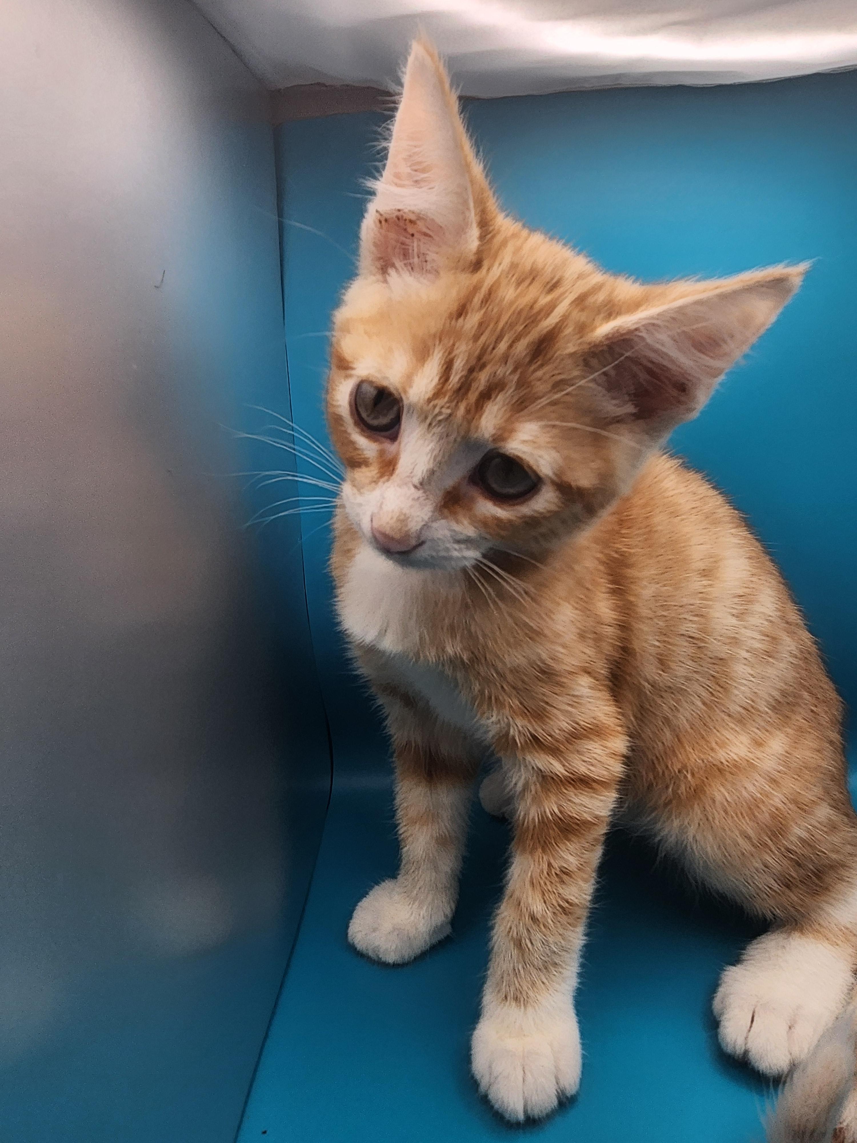 Enlarge Cheesy Gordita Crunch, a Adoptable Domestic Medium Hair in Baton Rouge, LA image 2/5