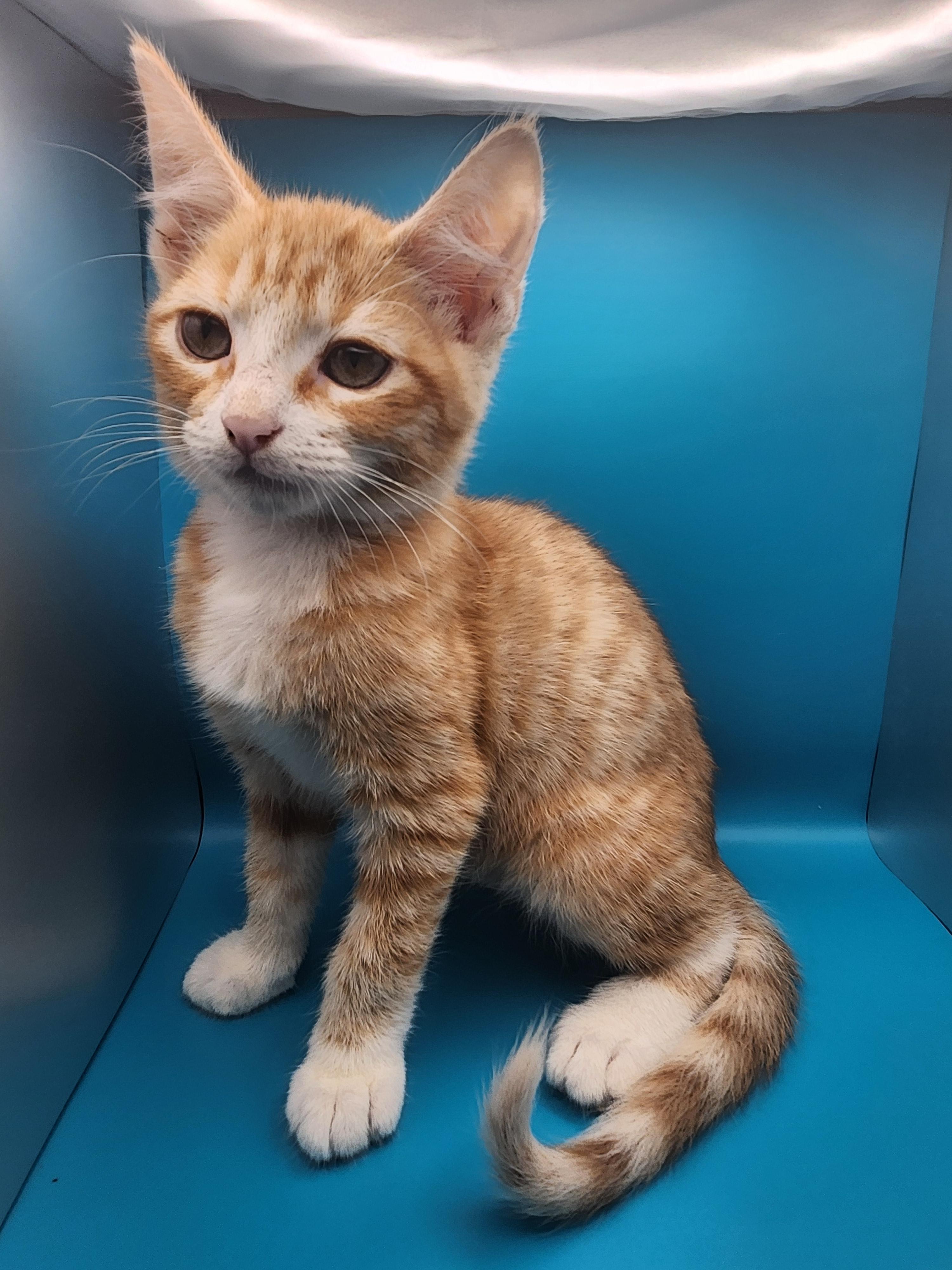 Enlarge Cheesy Gordita Crunch, a Adoptable Domestic Medium Hair in Baton Rouge, LA image 3/5