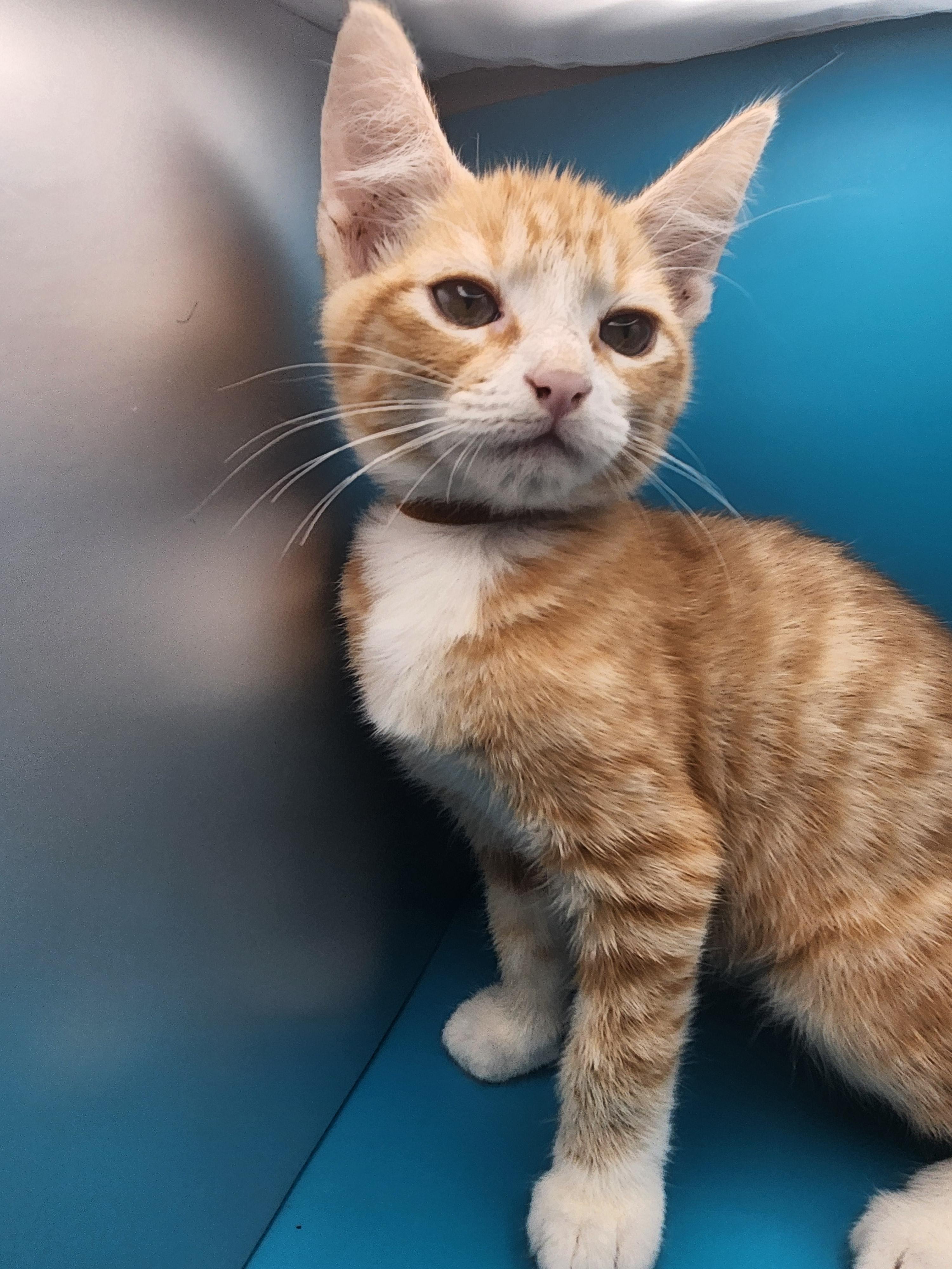 Enlarge Cheesy Gordita Crunch, a Adoptable Domestic Medium Hair in Baton Rouge, LA image 4/5