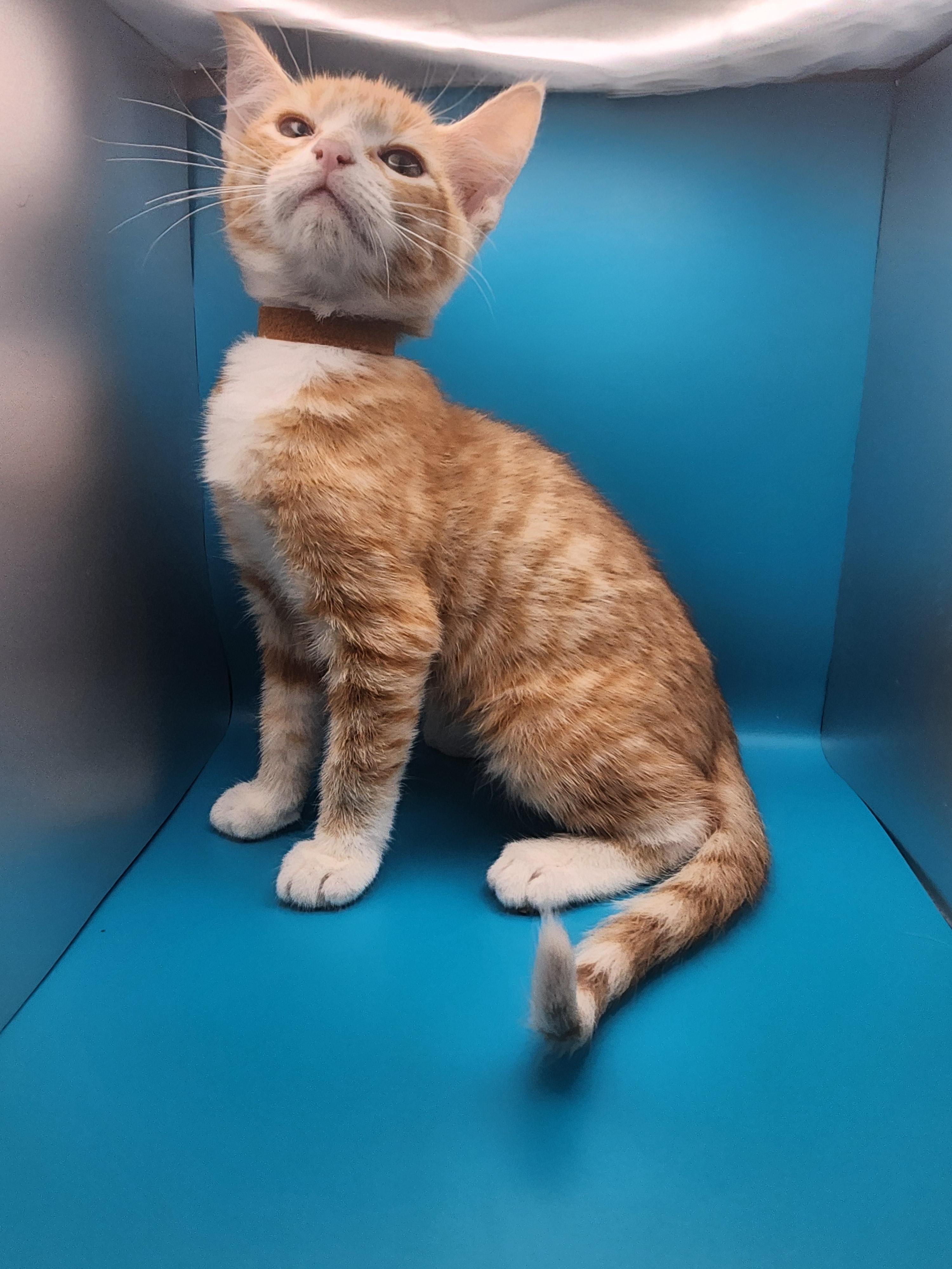 Enlarge Cheesy Gordita Crunch, a Adoptable Domestic Medium Hair in Baton Rouge, LA image 5/5