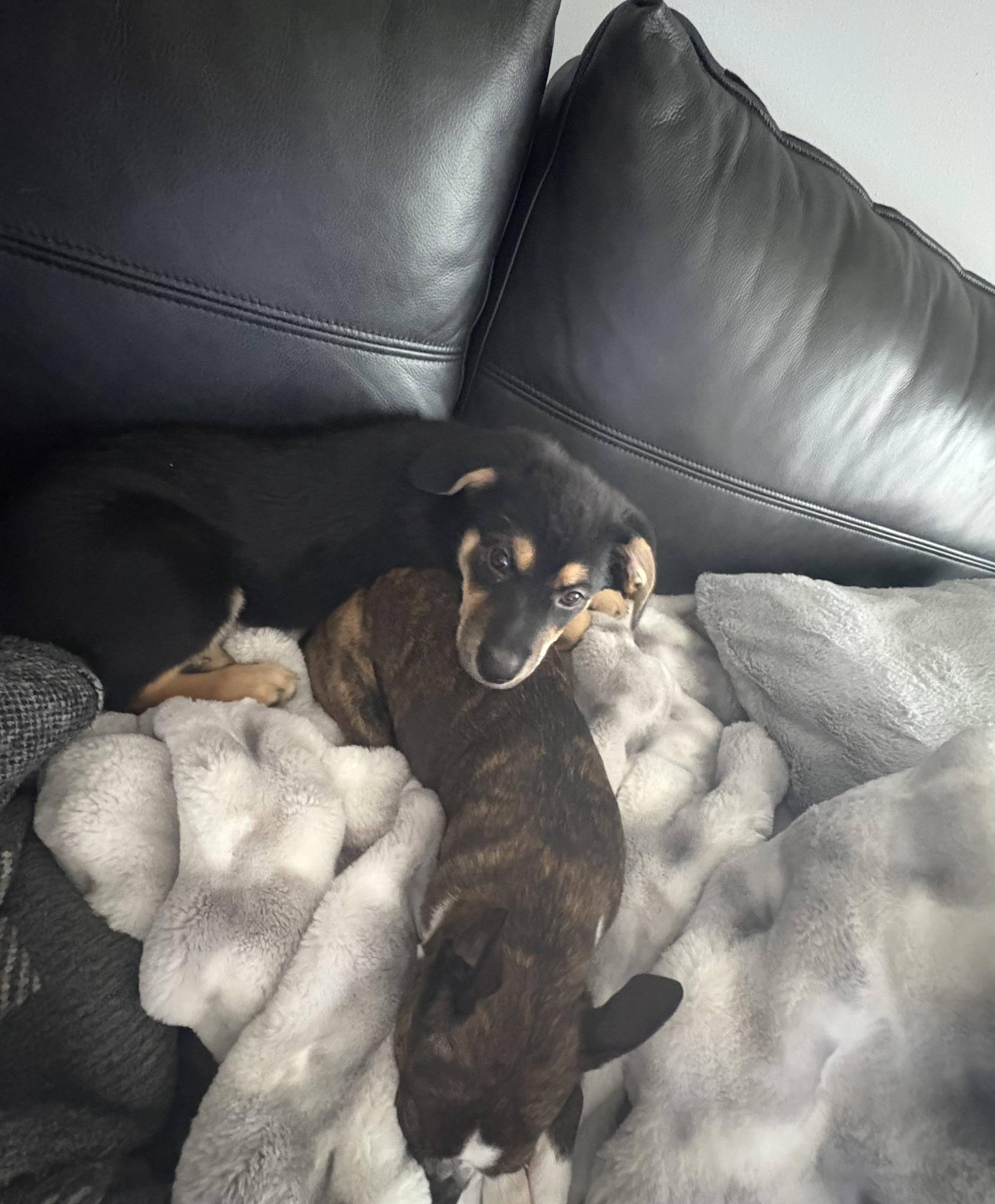 Enlarge Hermione, a ADOPTABLE mixed breed in Woodstock, ON image 4/4