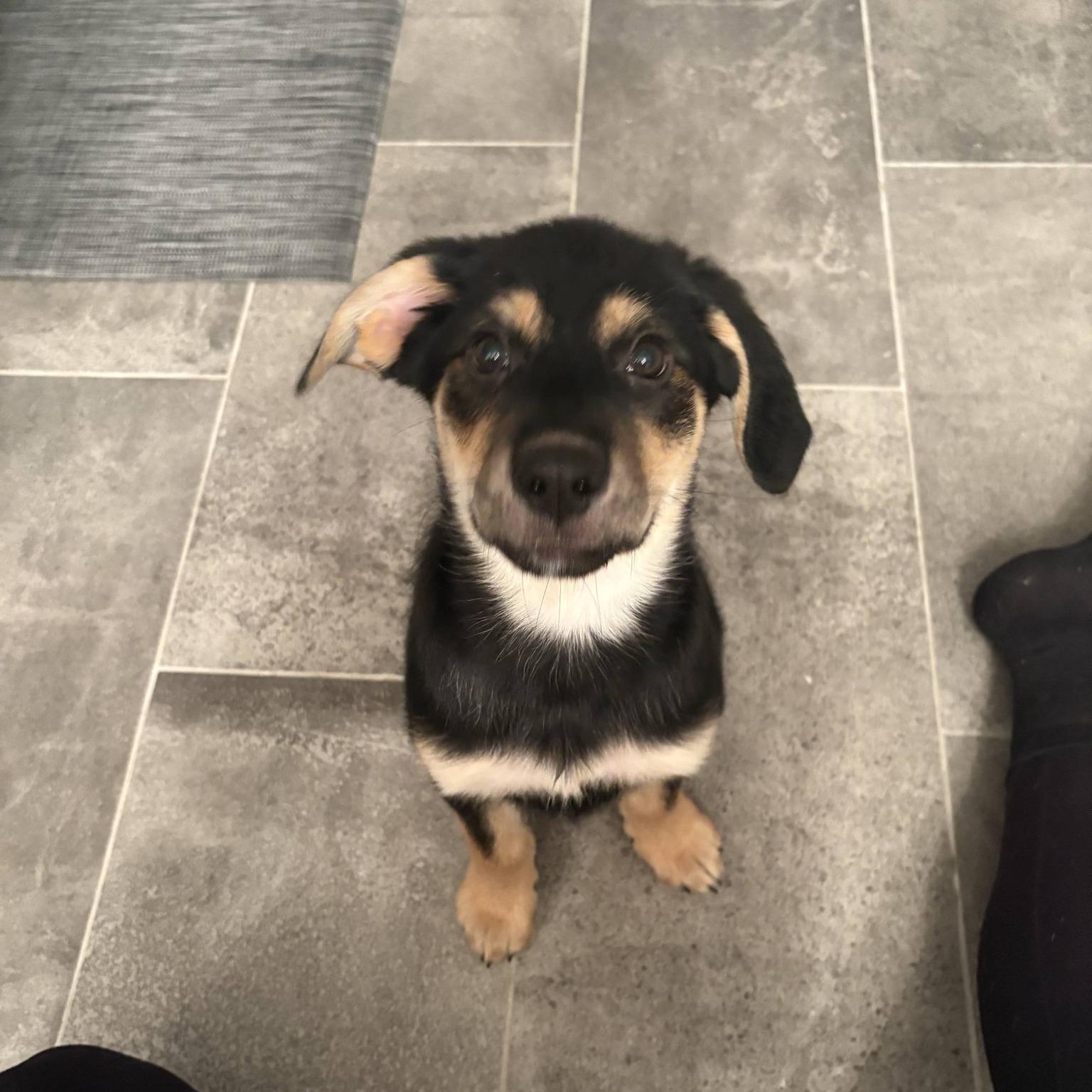 Enlarge Hermione, a ADOPTABLE mixed breed in Woodstock, ON image 1/4