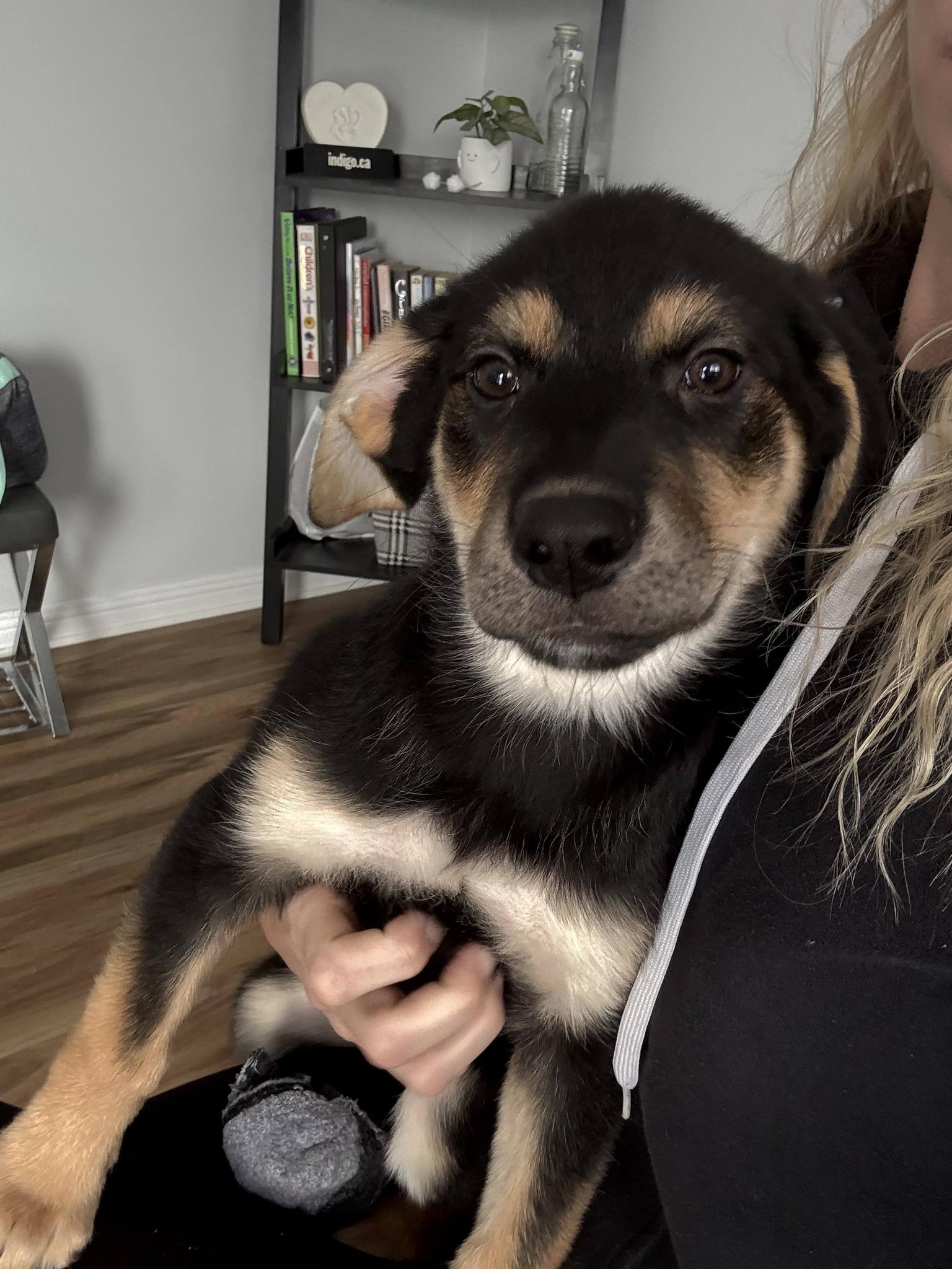 Enlarge Hermione, a ADOPTABLE mixed breed in Woodstock, ON image 2/4