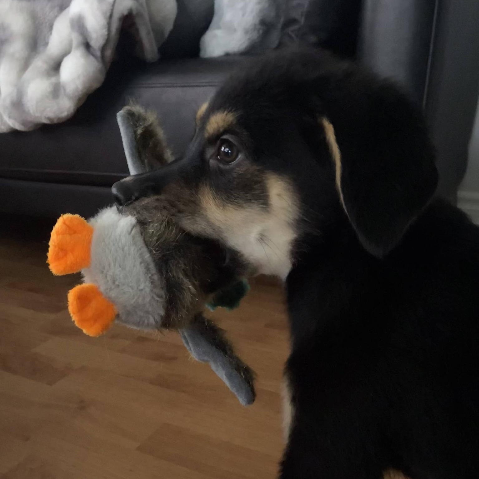 Enlarge Hermione, a ADOPTABLE mixed breed in Woodstock, ON image 3/4