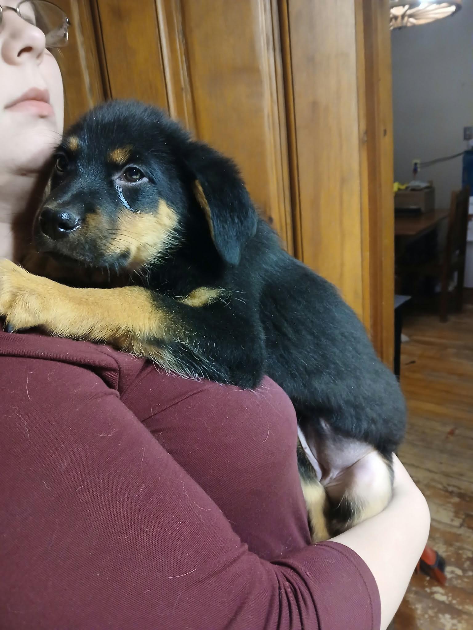 Enlarge Hermione, a ADOPTABLE mixed breed in Woodstock, ON image 1/1