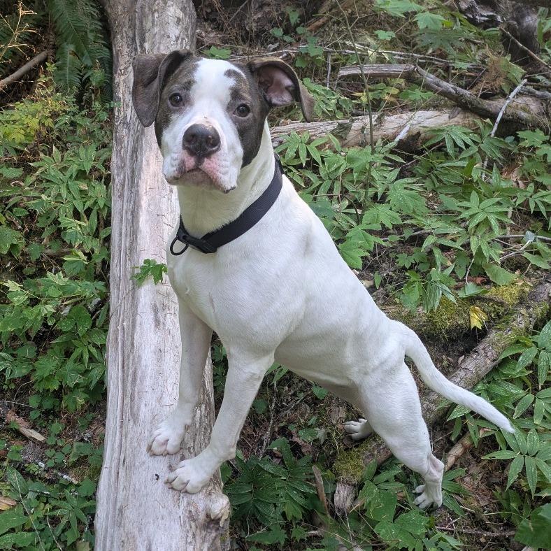Enlarge Emerald, a Adoptable Mixed Breed in Washougal, WA image 1/6